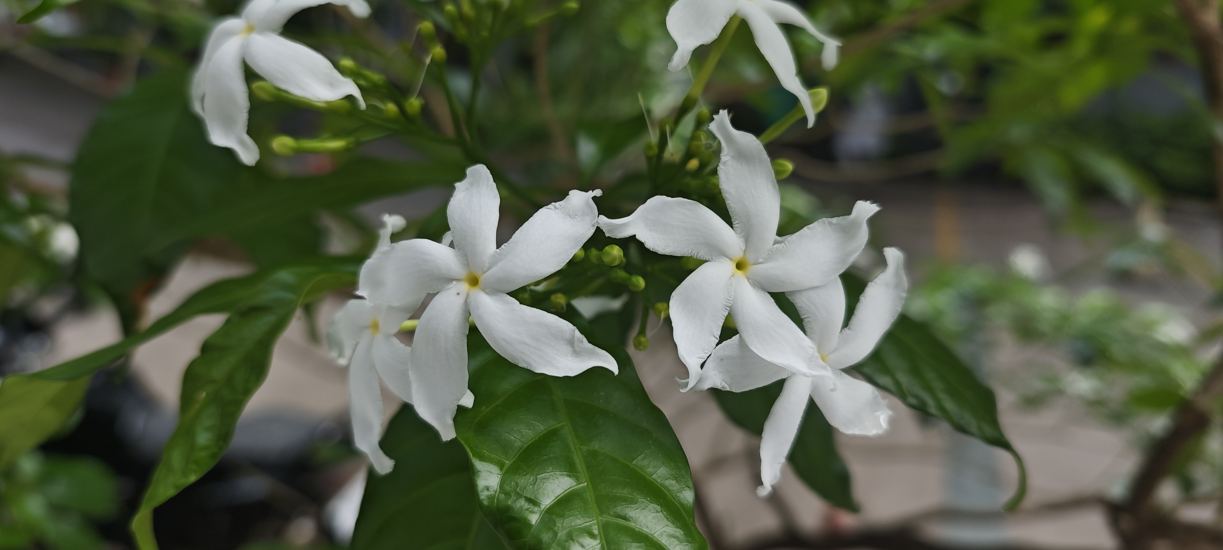 White jasmine flowers