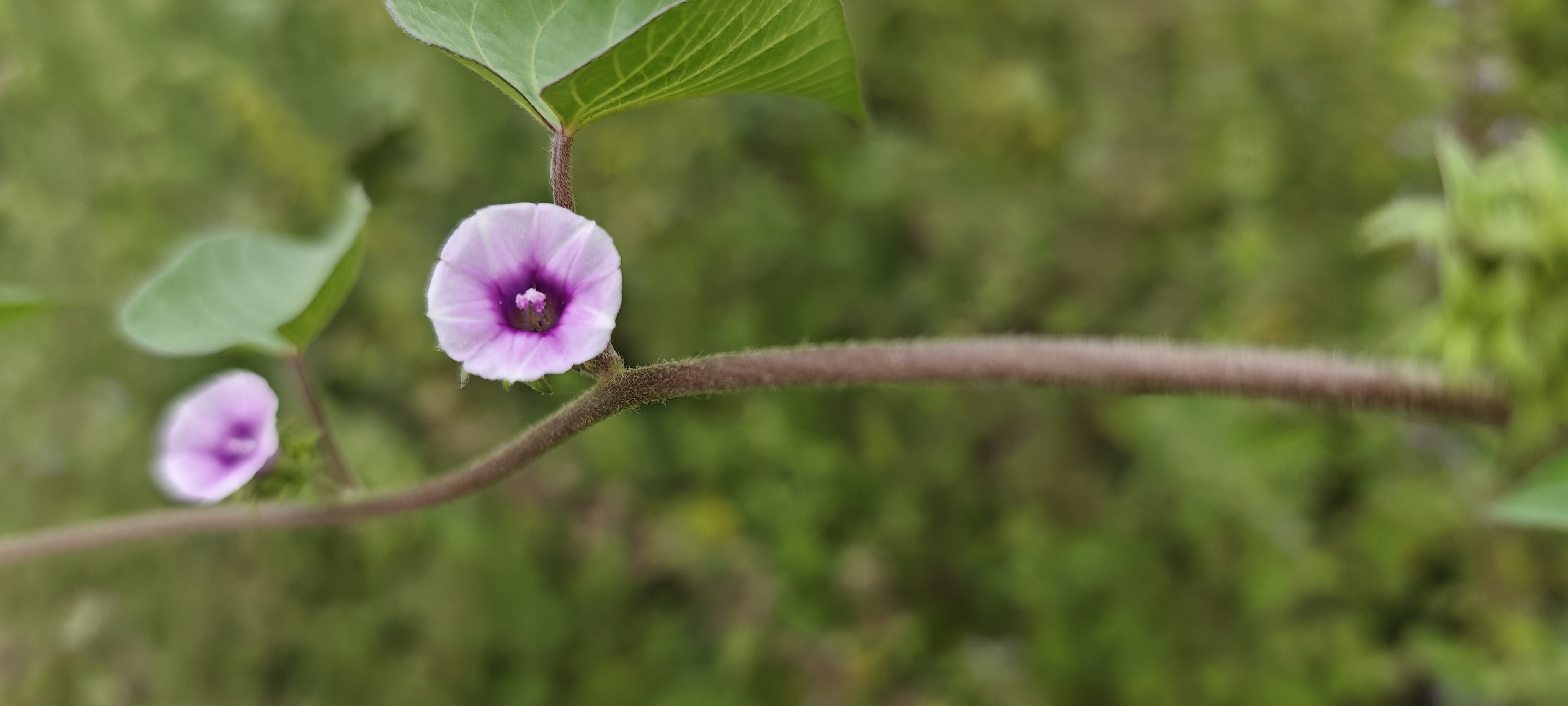 Small pink flower
