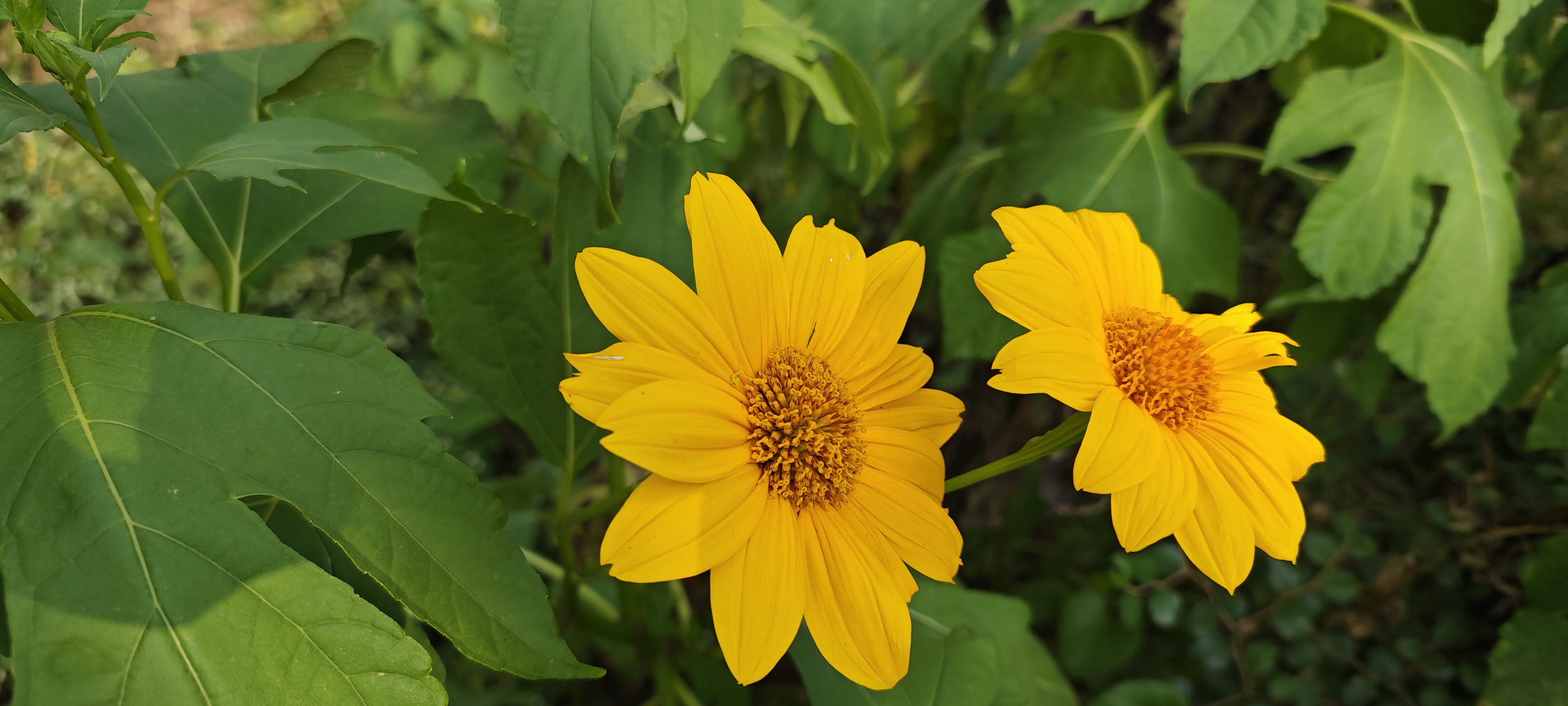 Yellow cosmos