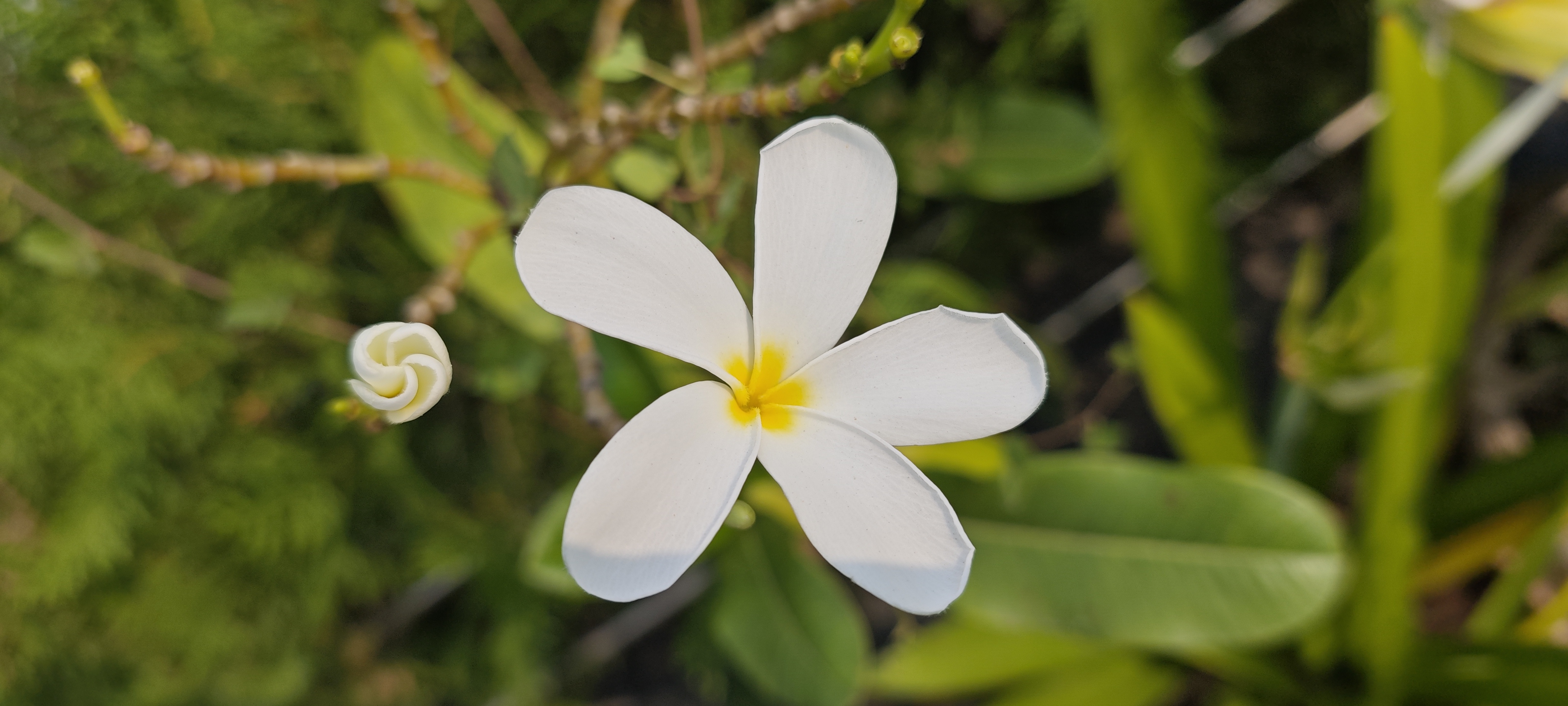 White periwinkle