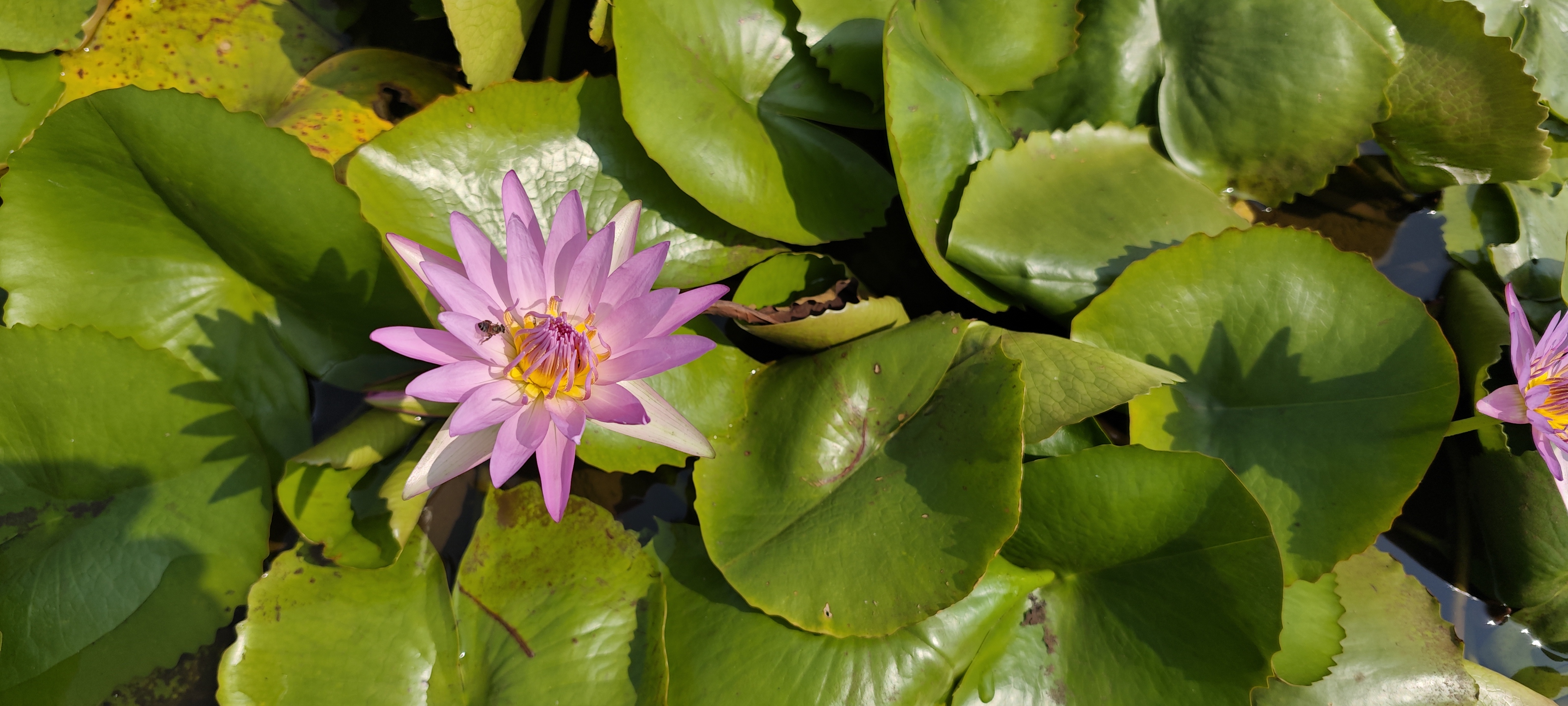 Water lily bloom