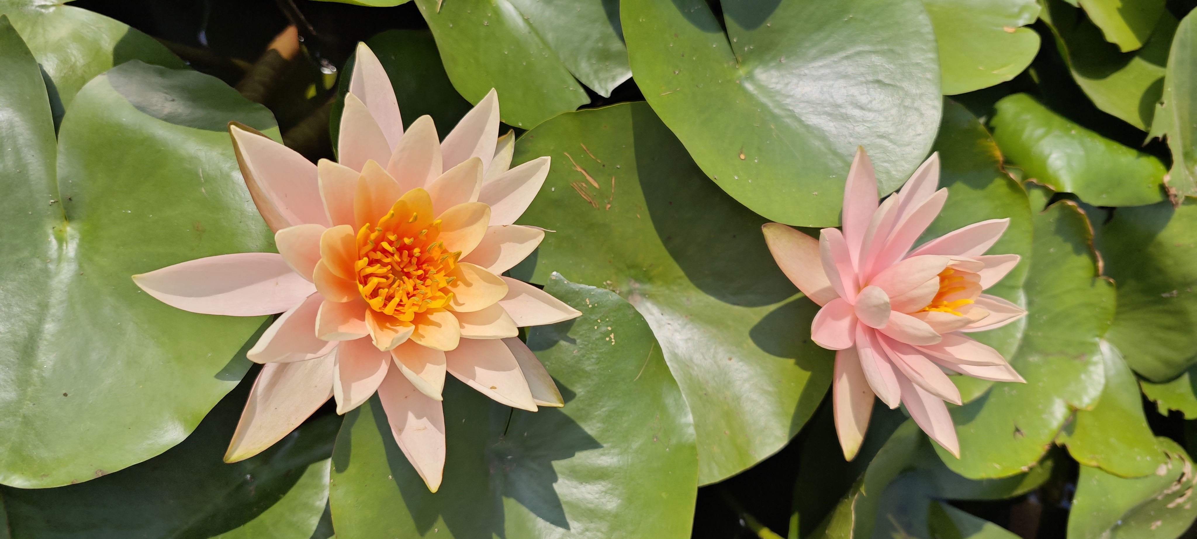 Water lily pair