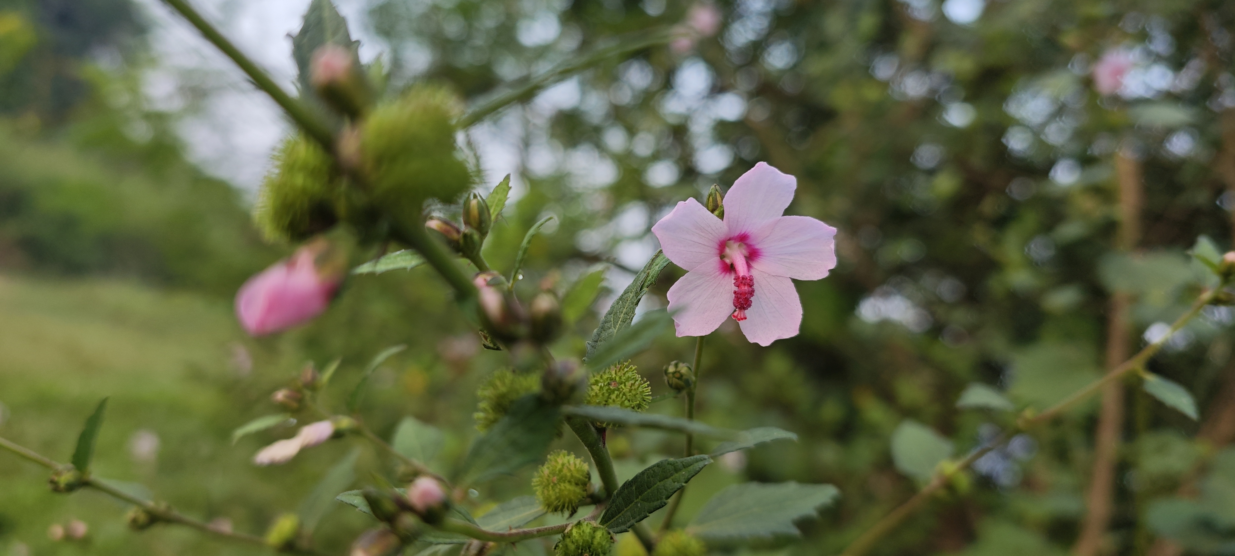Pink hibiscus