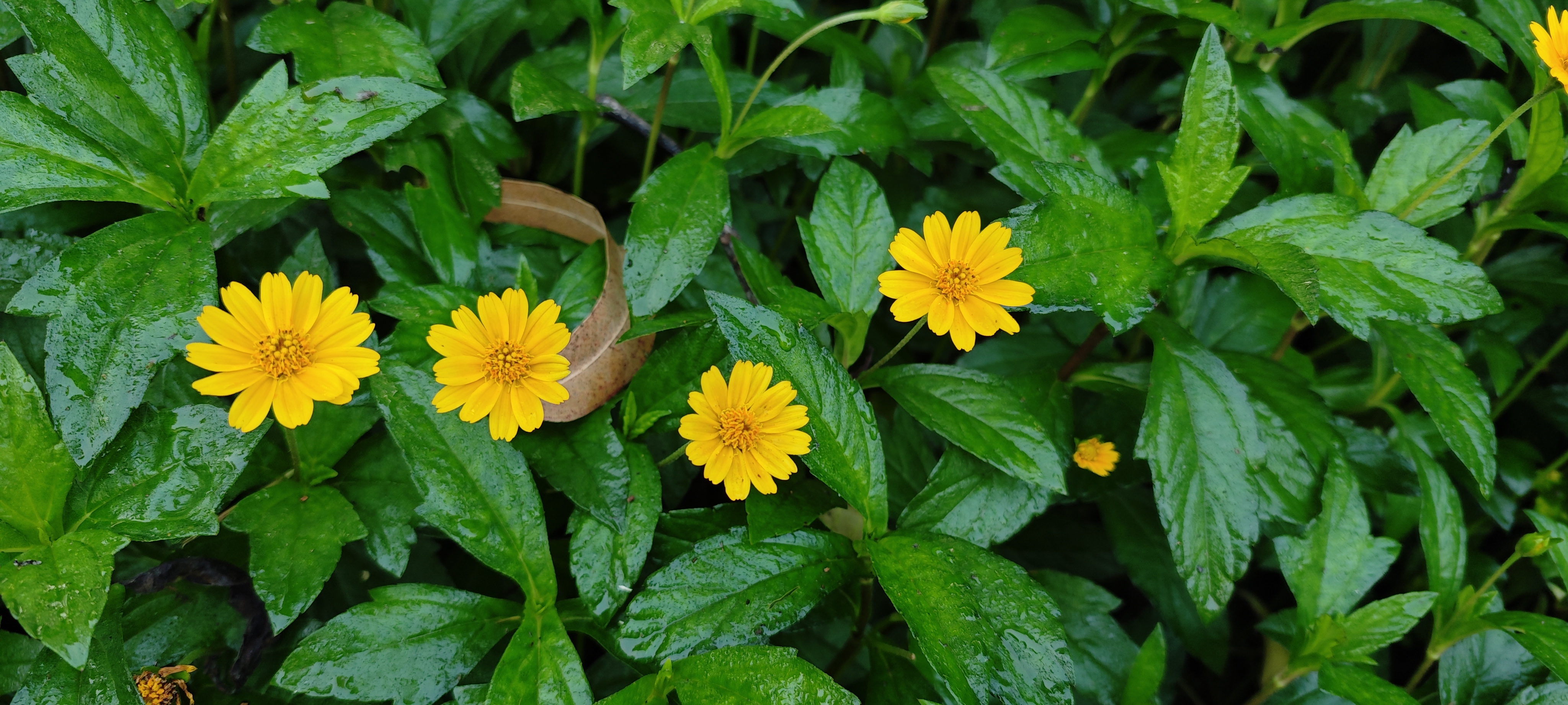 Yellow cosmos field