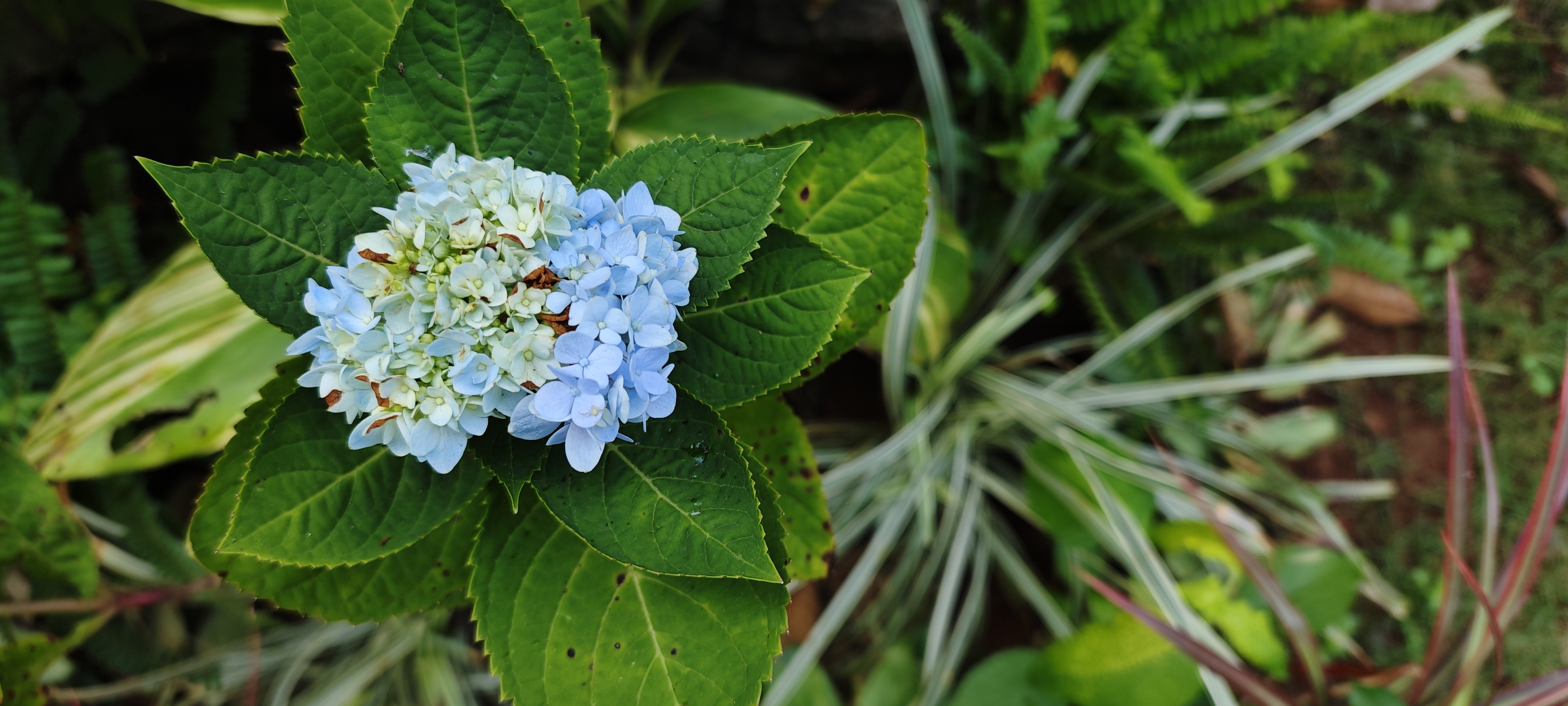 Blue hydrangea