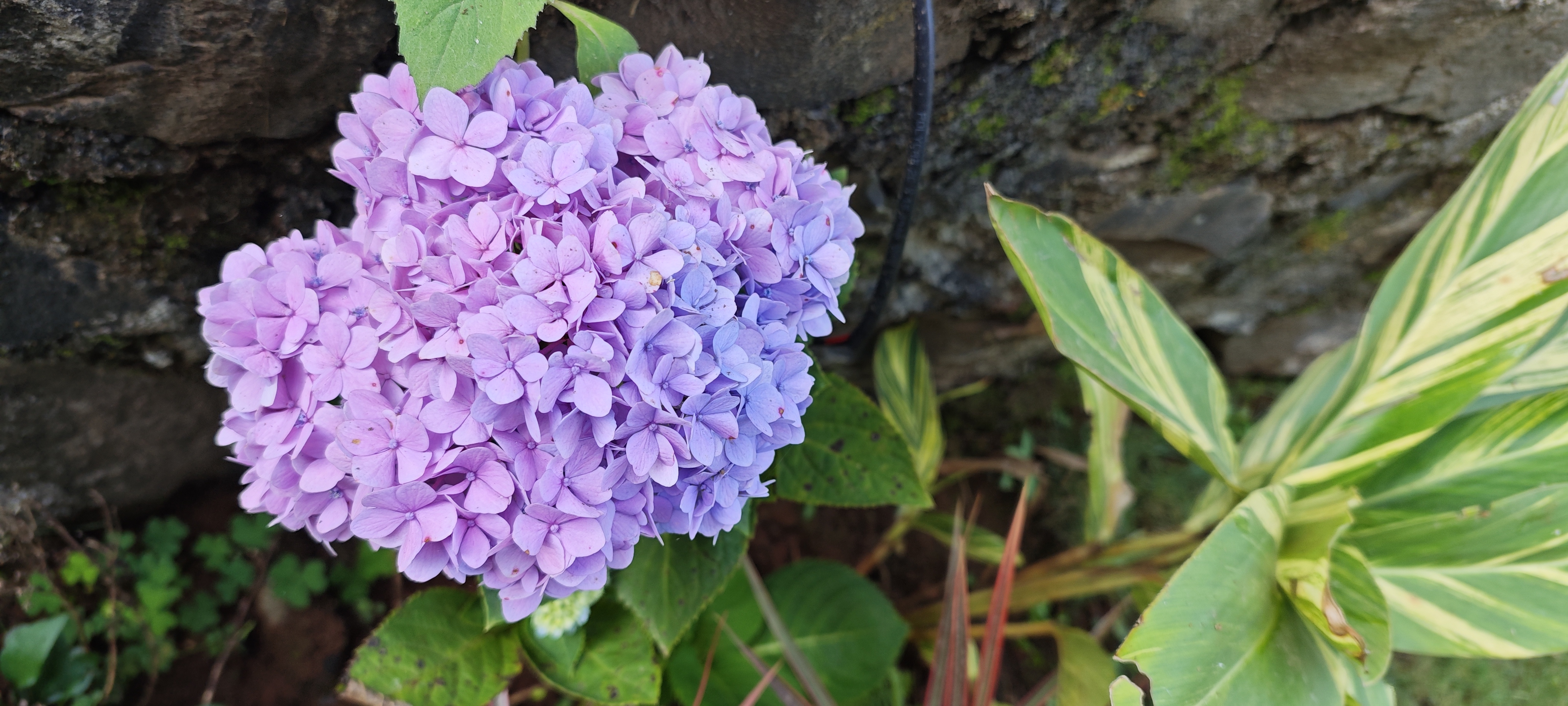 Purple hydrangea