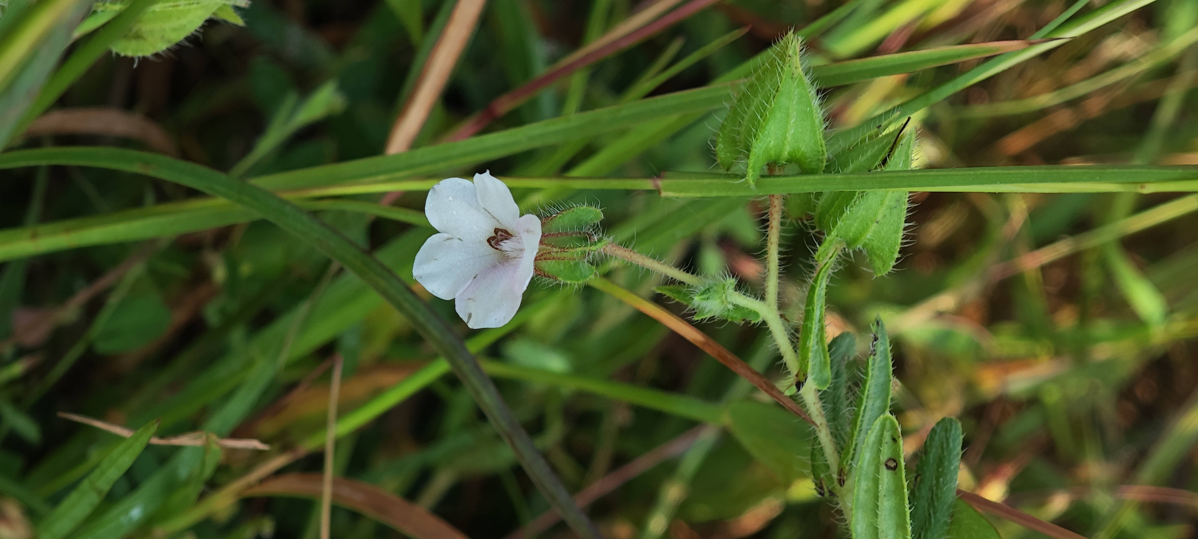 White flower grass