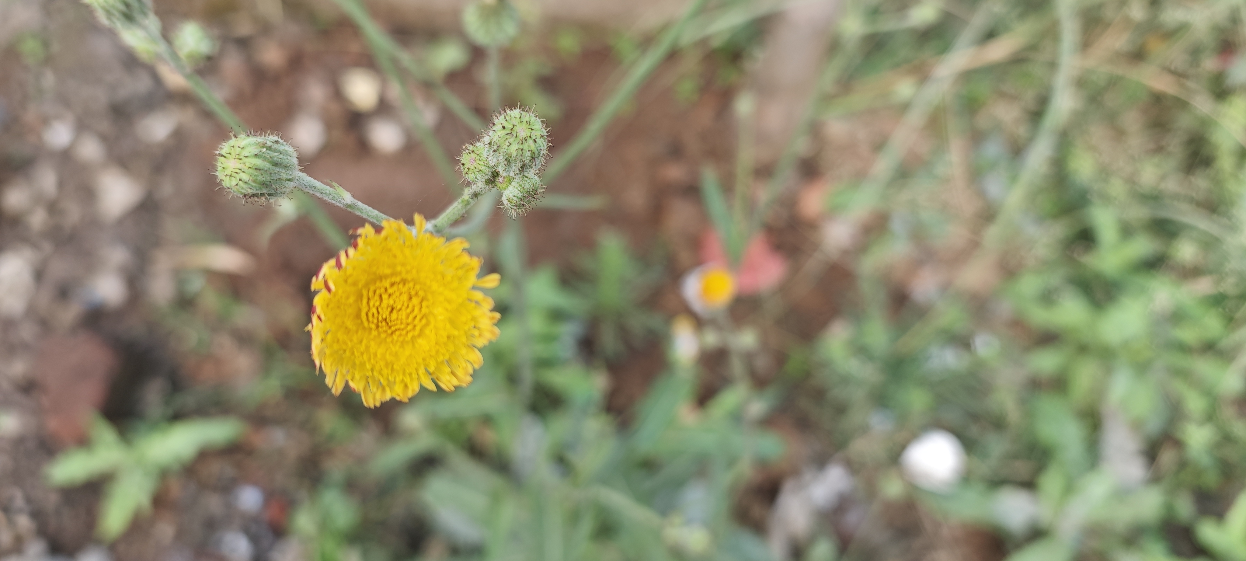 Yellow dandelion