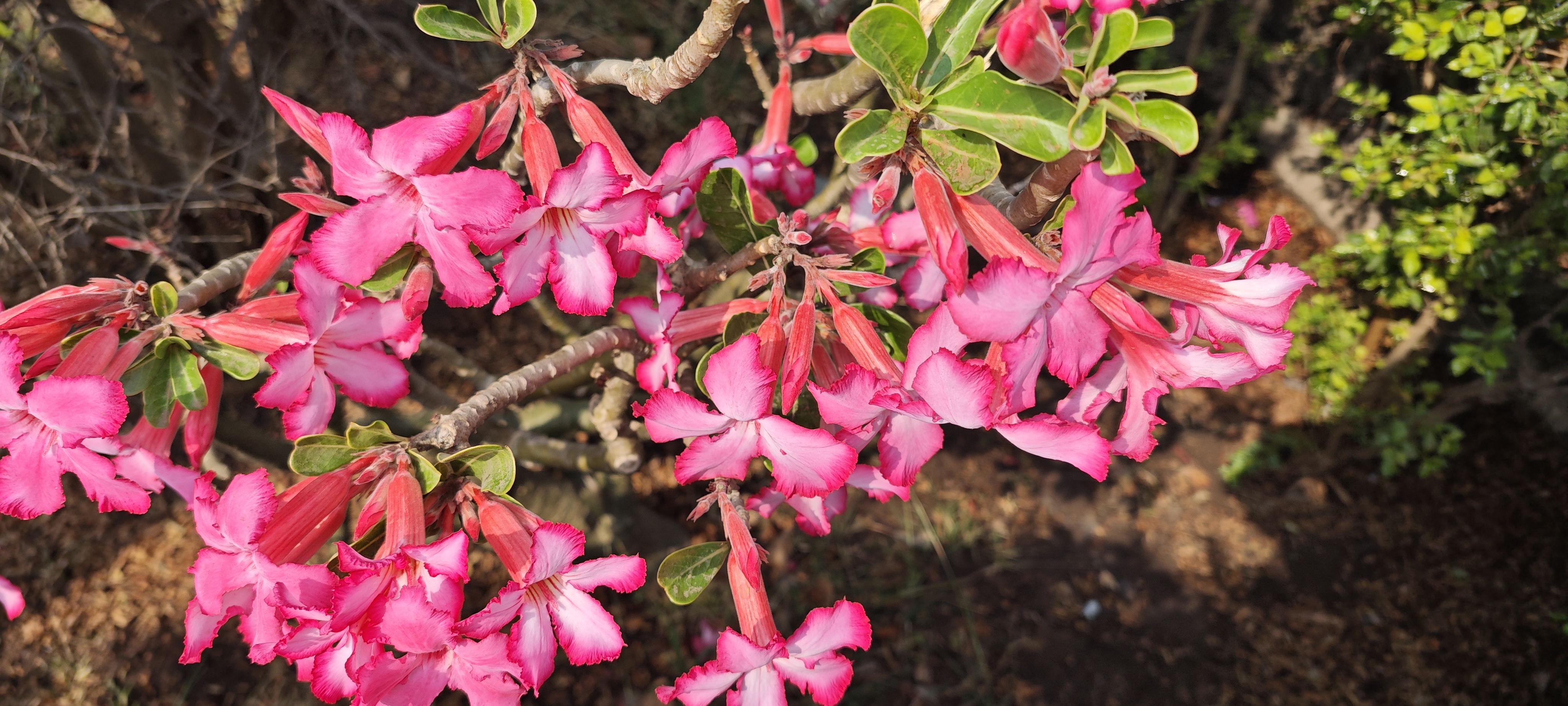 Pink bougainvillea