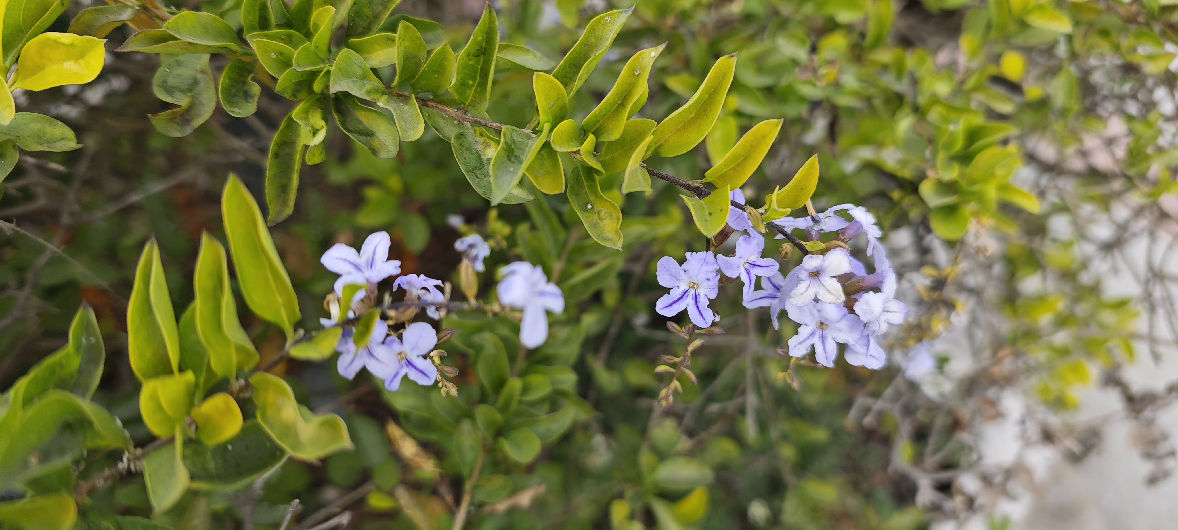 Light blue flowers