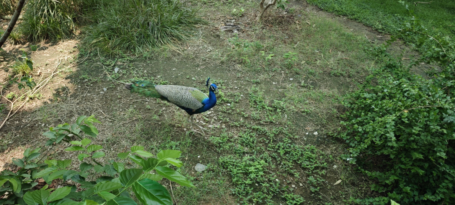 Peacock on grass