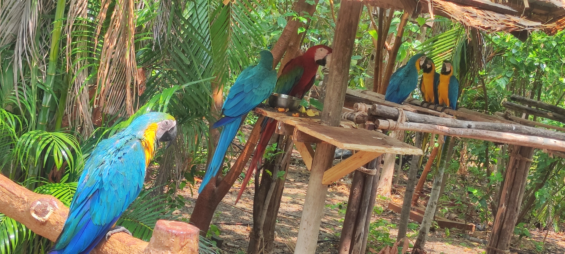 Blue and yellow macaws