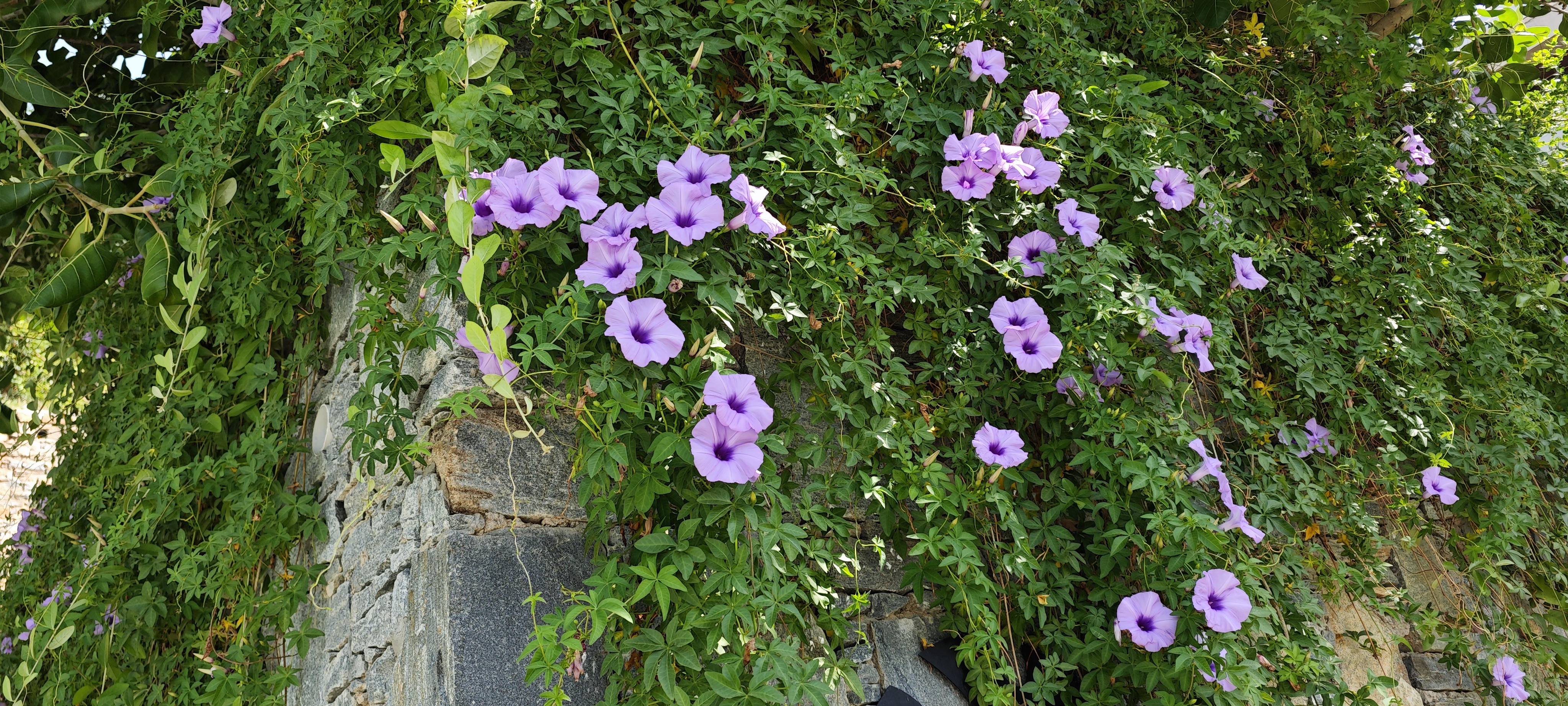 Purple flowers vine
