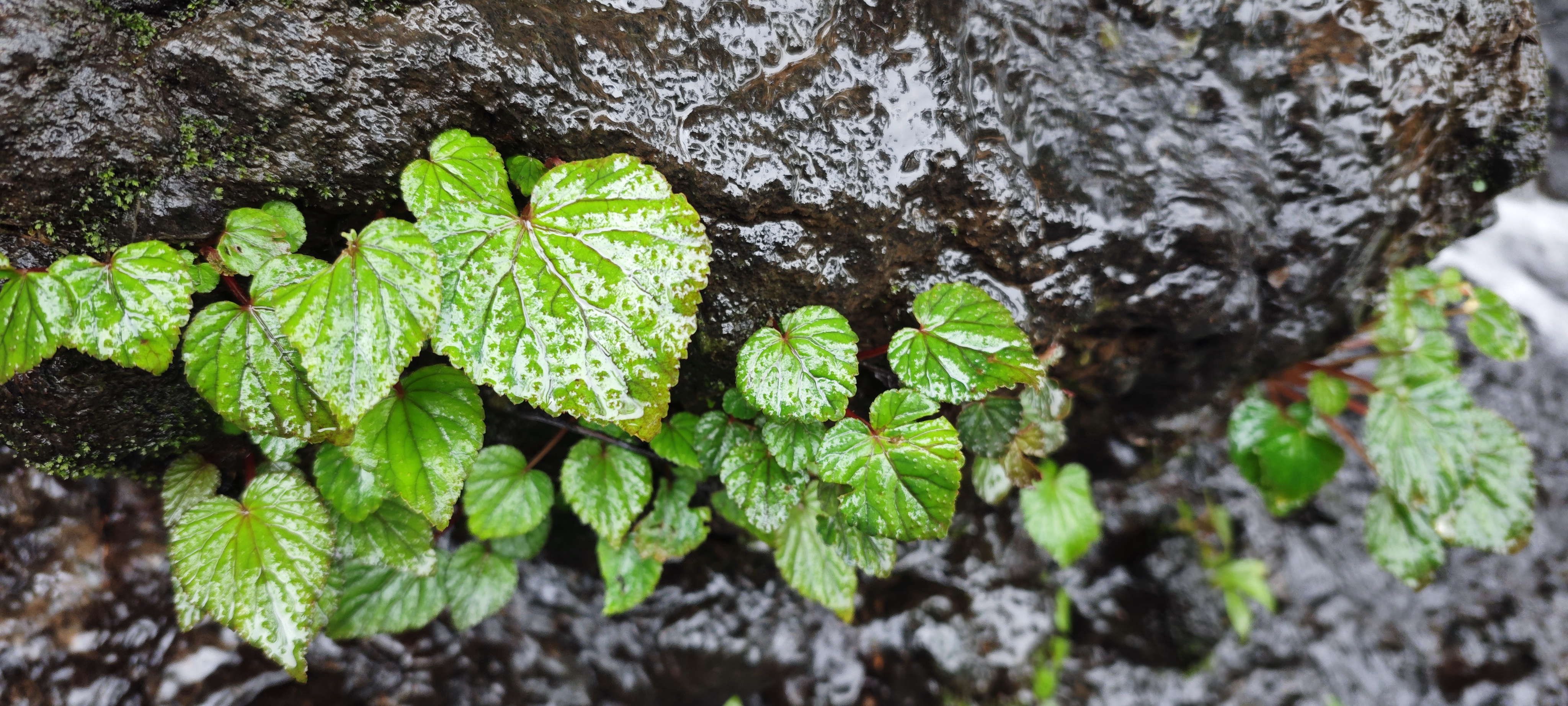 Green ivy leaves