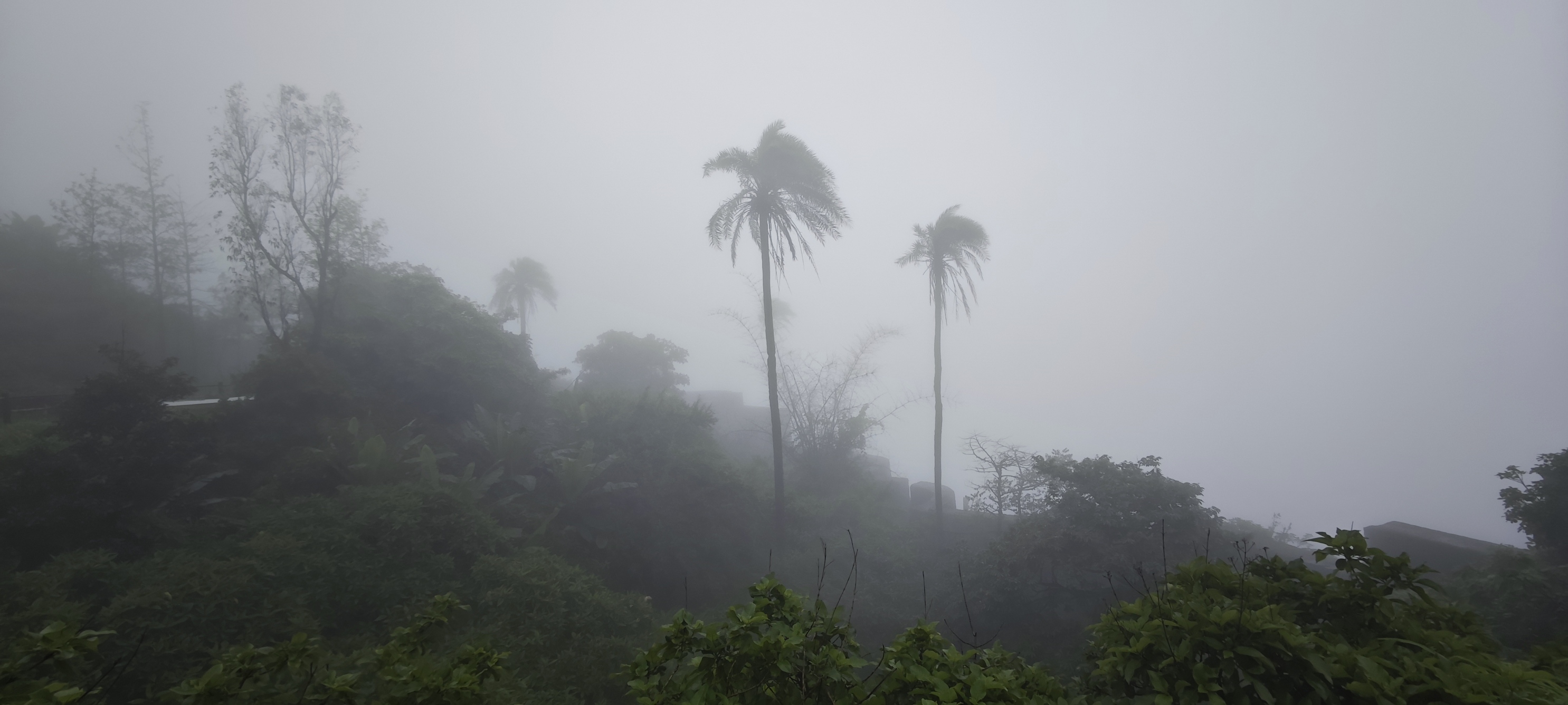 Foggy palms