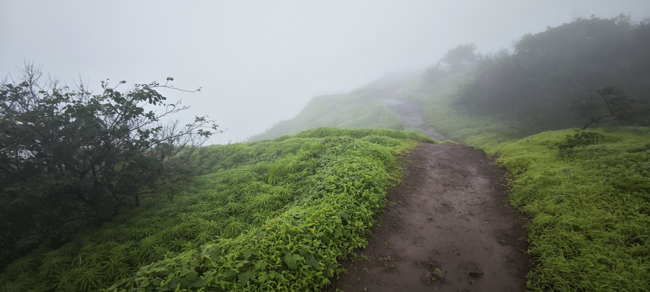 Tea field path
