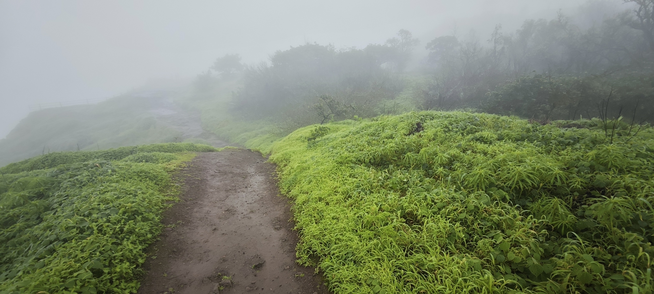 Misty tea fields