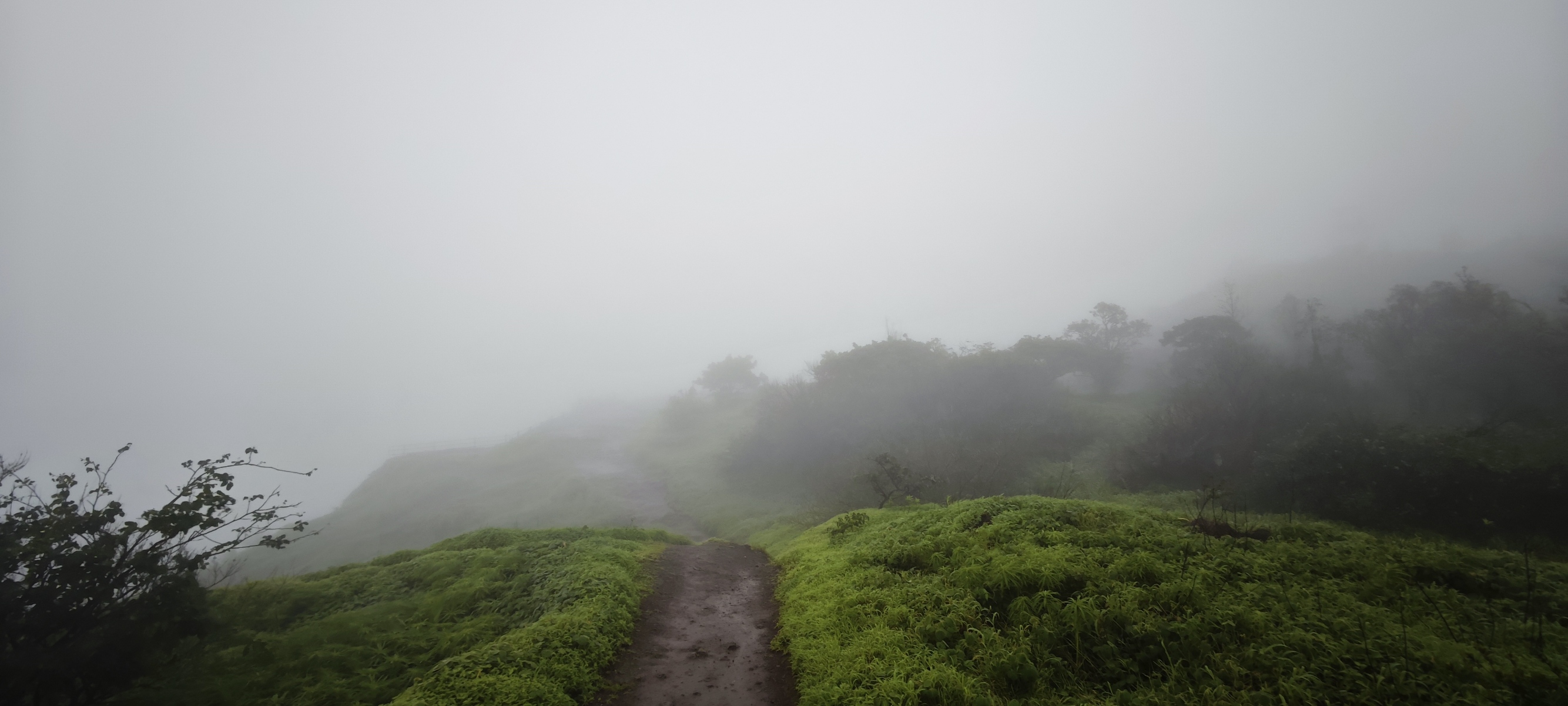 Misty plantation path