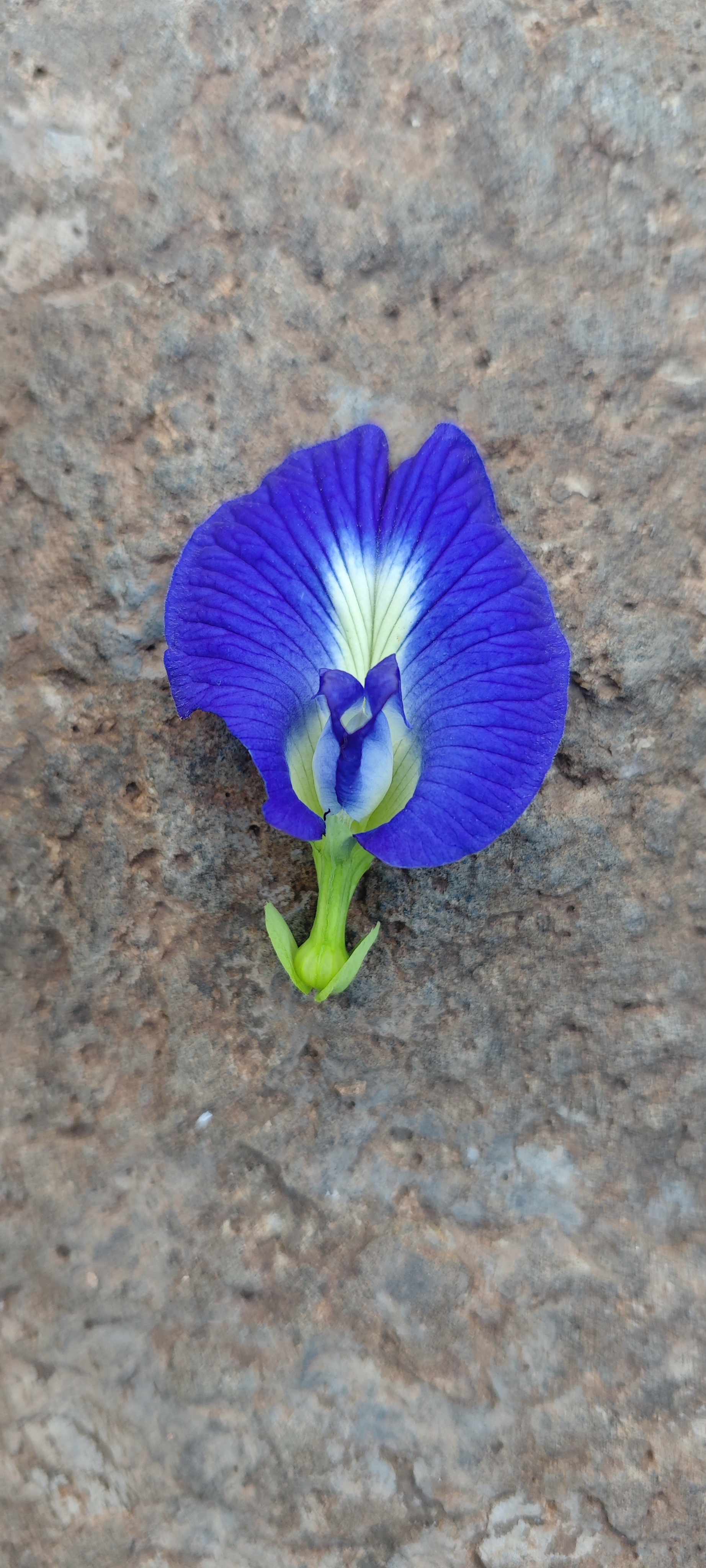 Portrait wallpaper 2