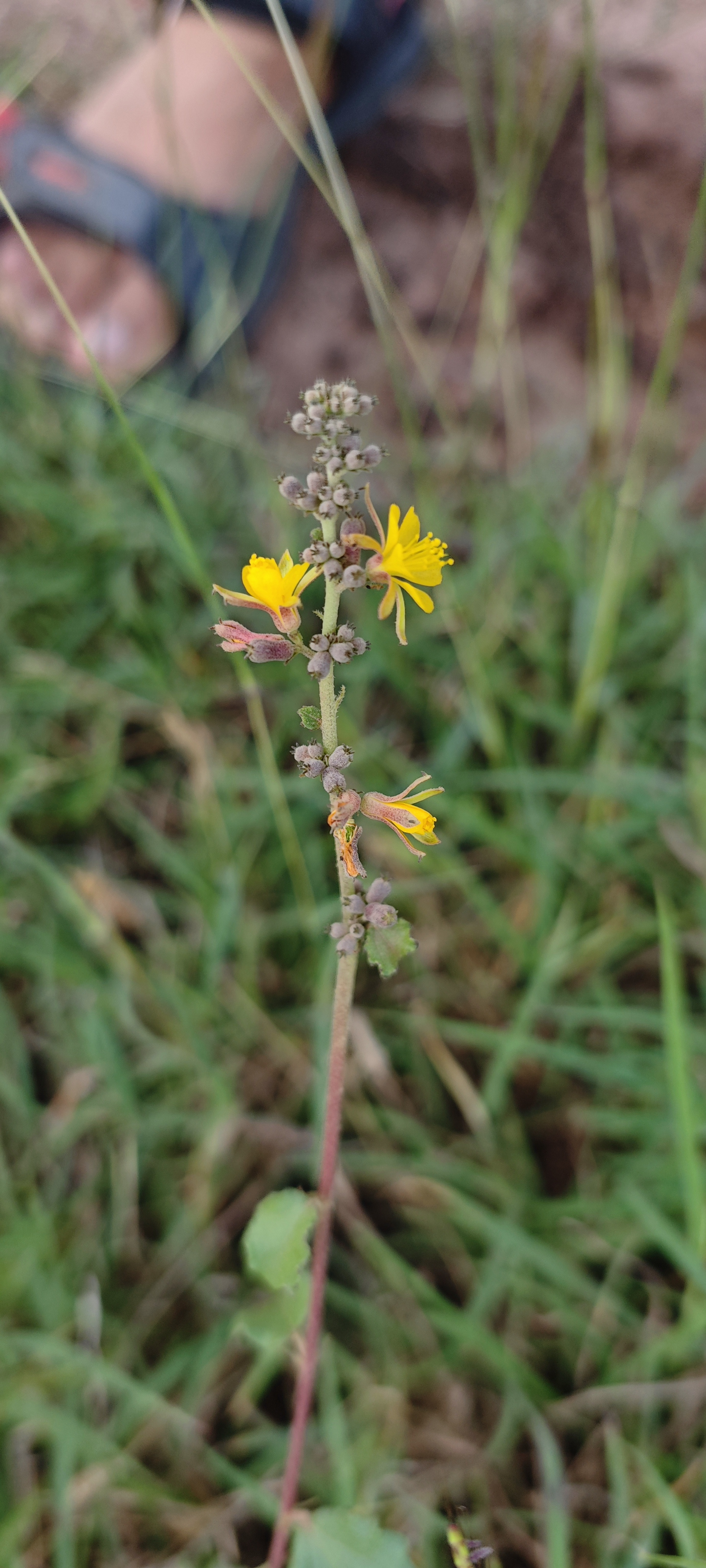 Yellow wildflowers