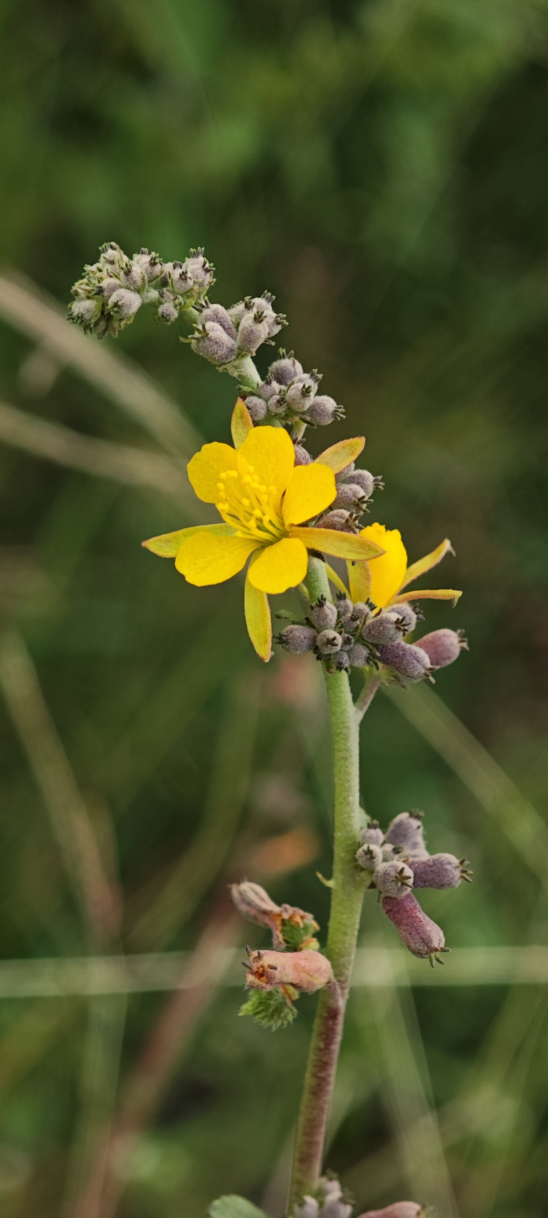 Yellow cosmos