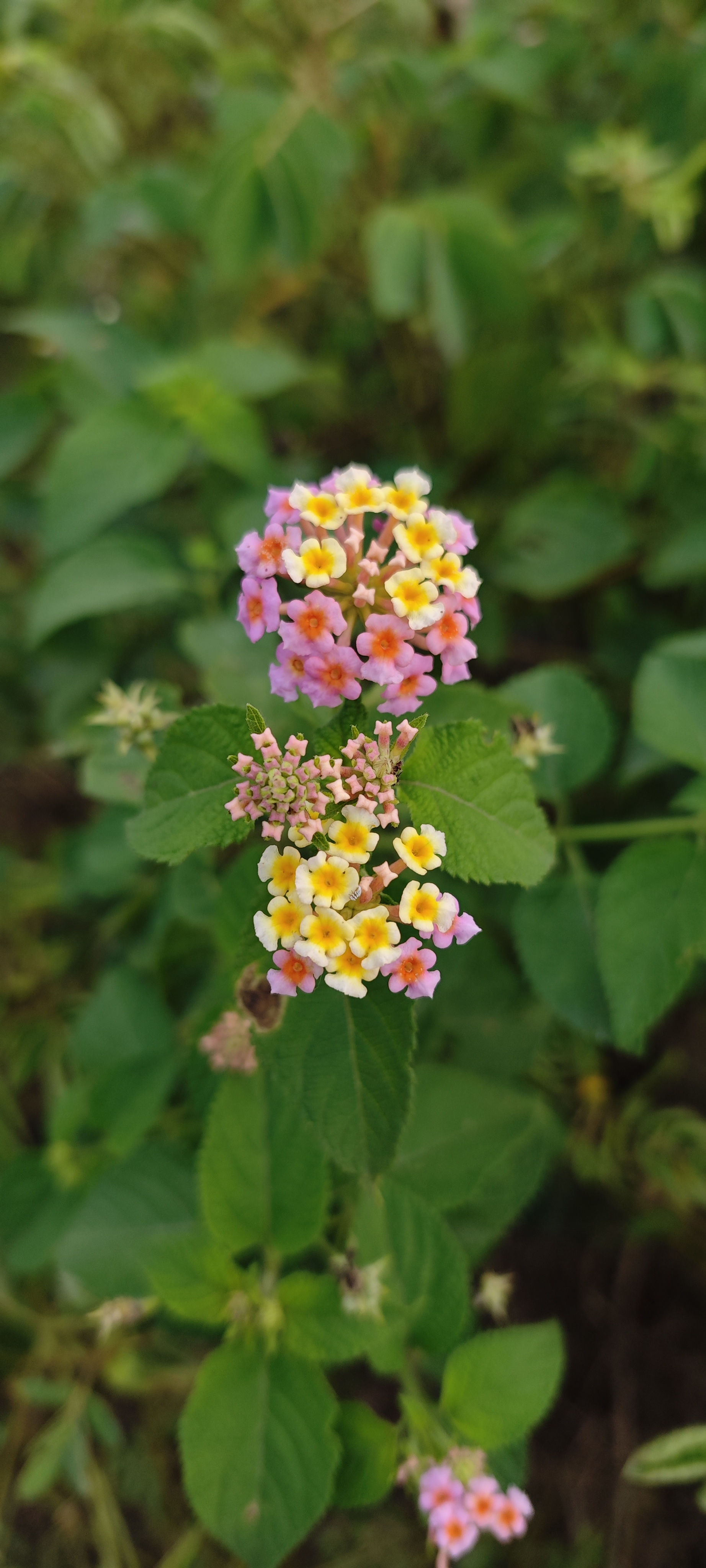 Lantana flowers