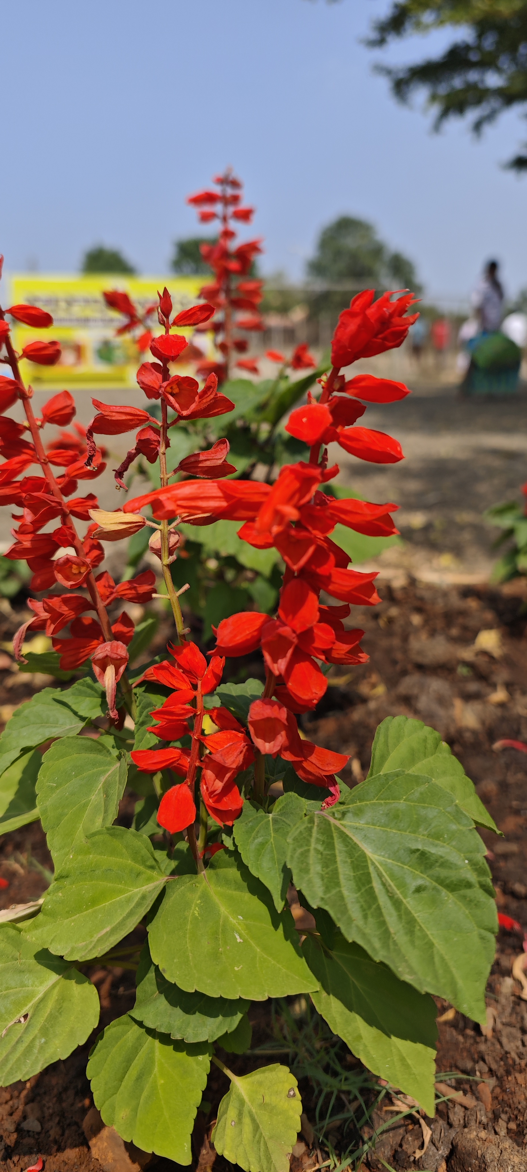 Red salvia