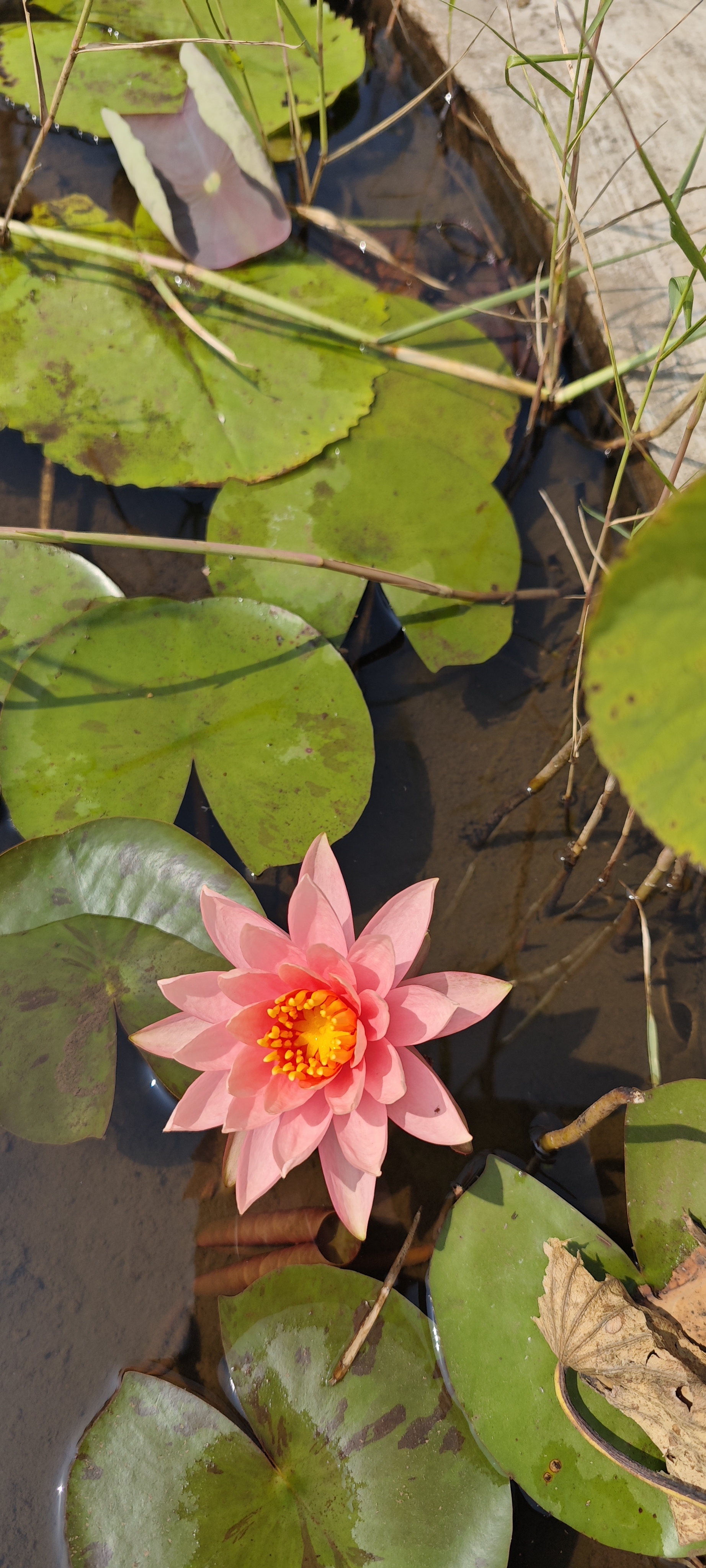 Pink water lily