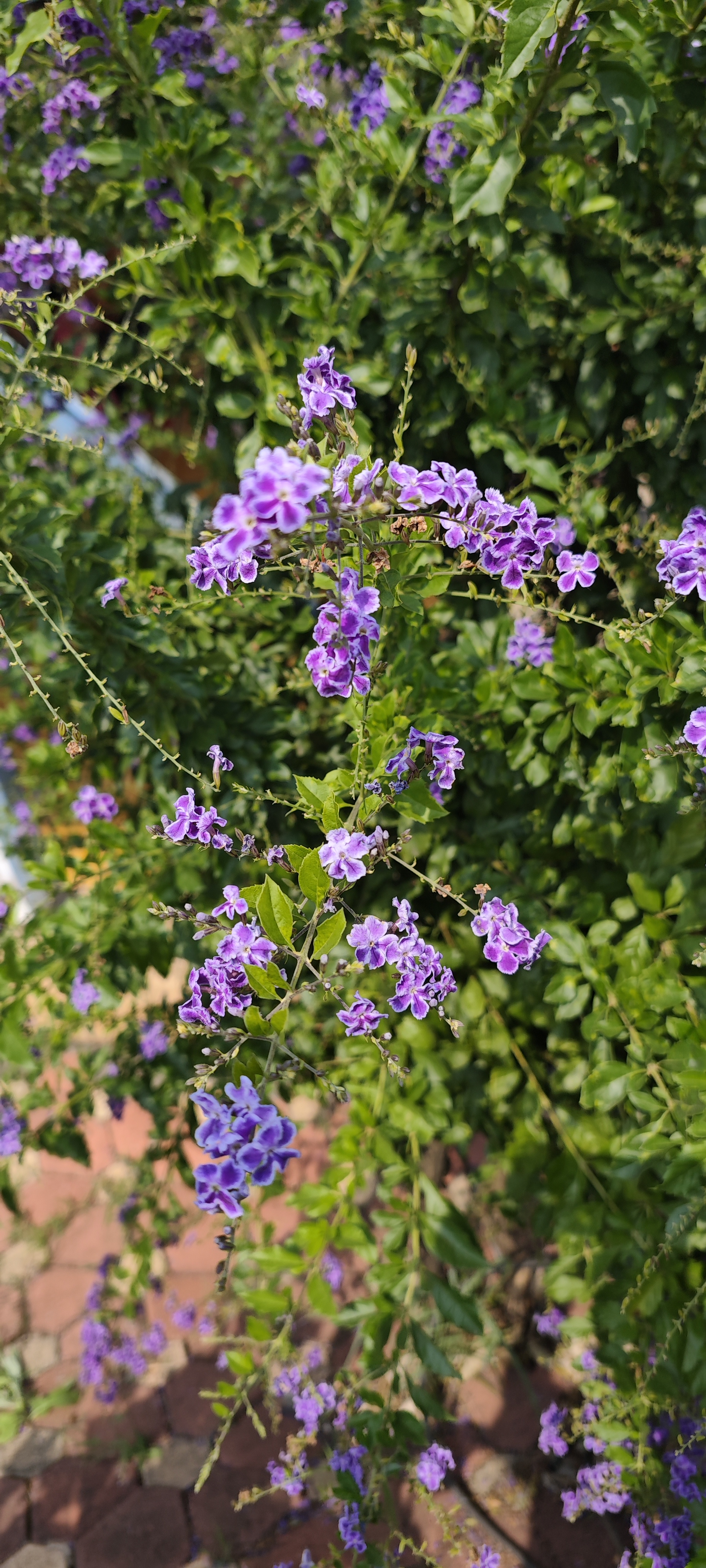 Portrait wallpaper 6