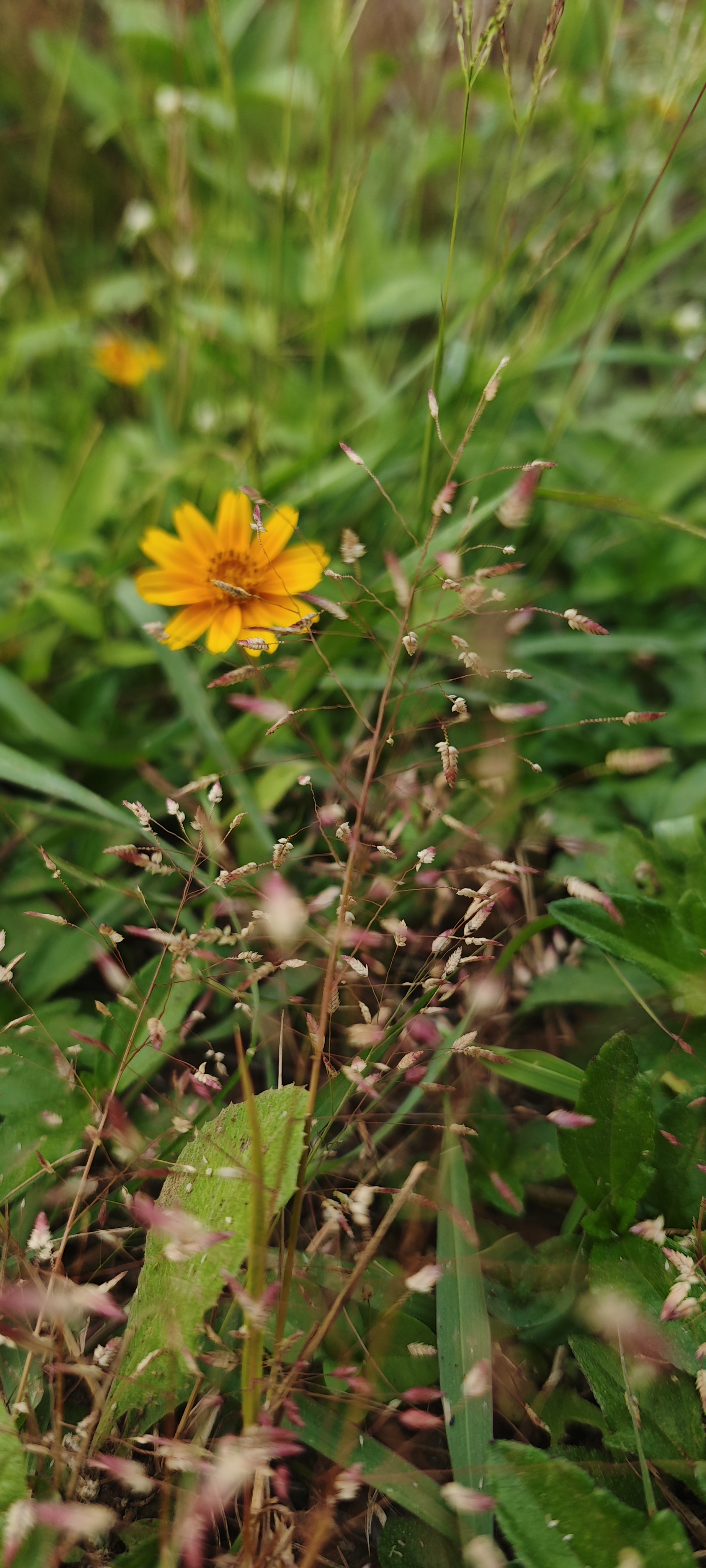 Portrait wallpaper 3