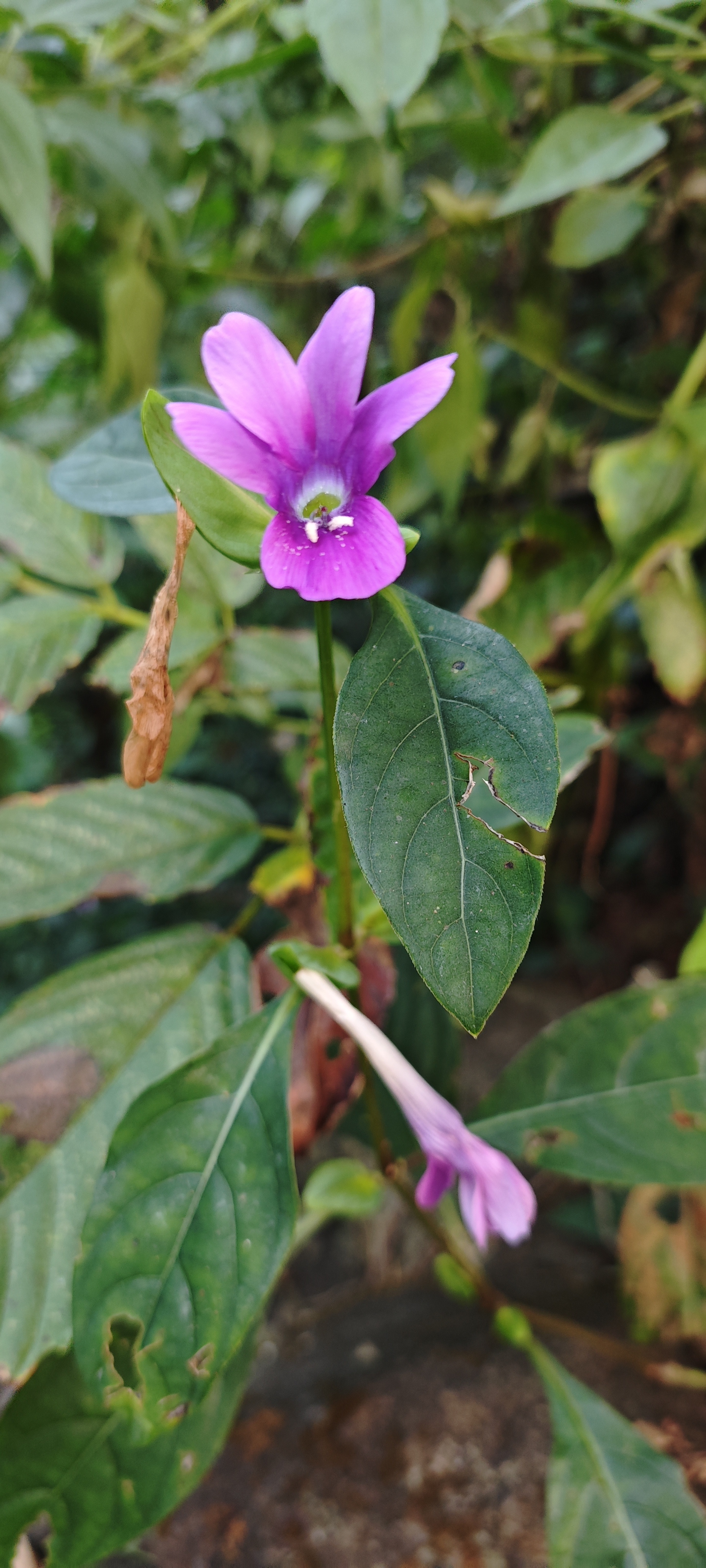 Pink four o'clock flower