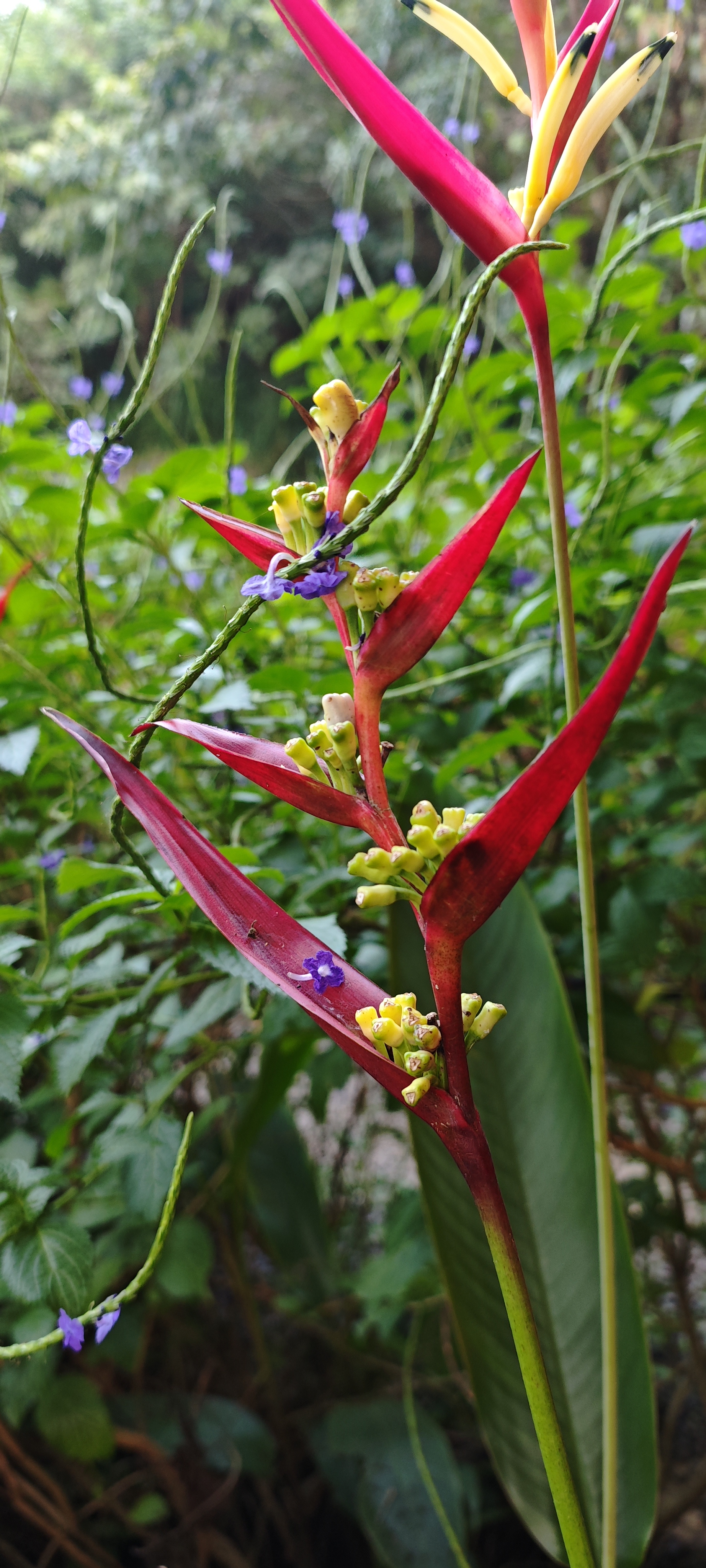 Red heliconia
