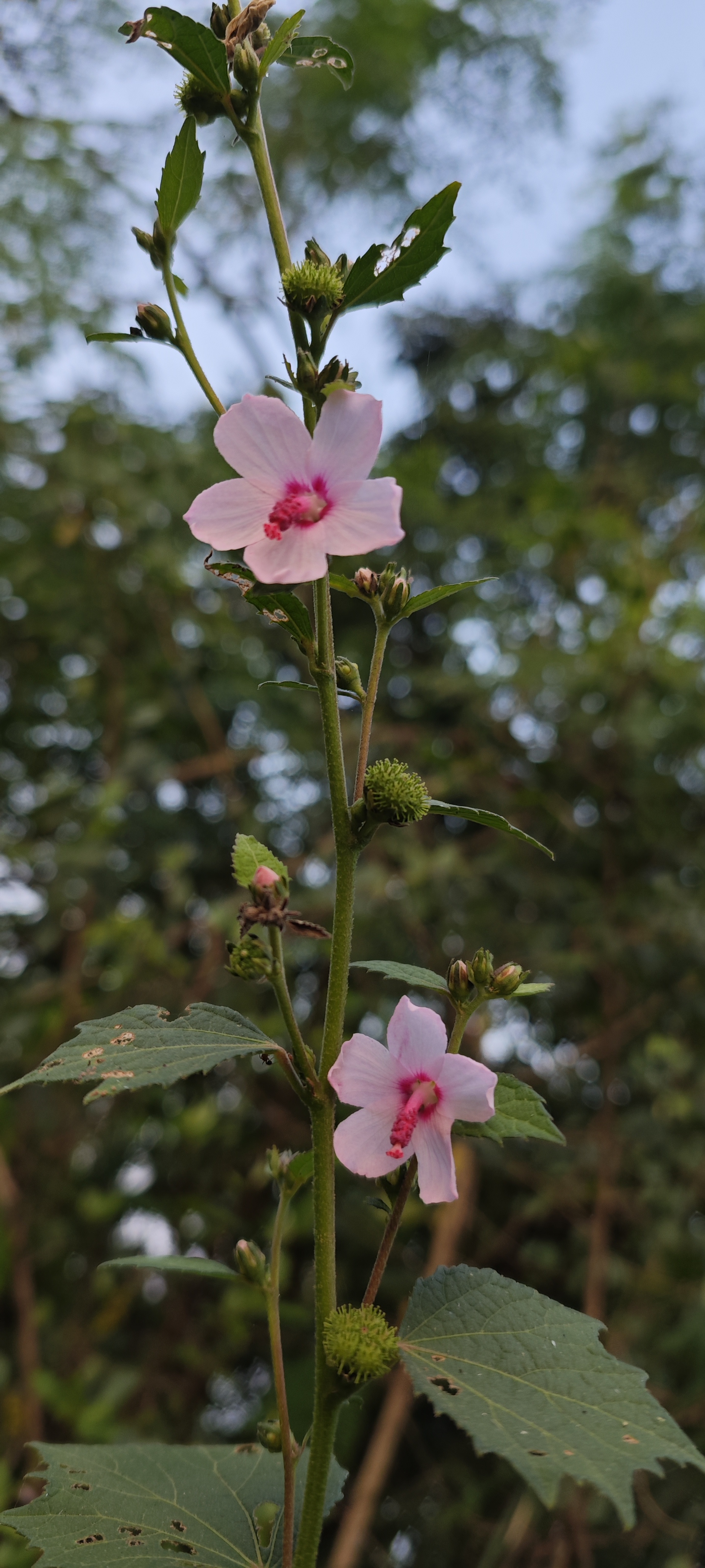Pink hibiscus