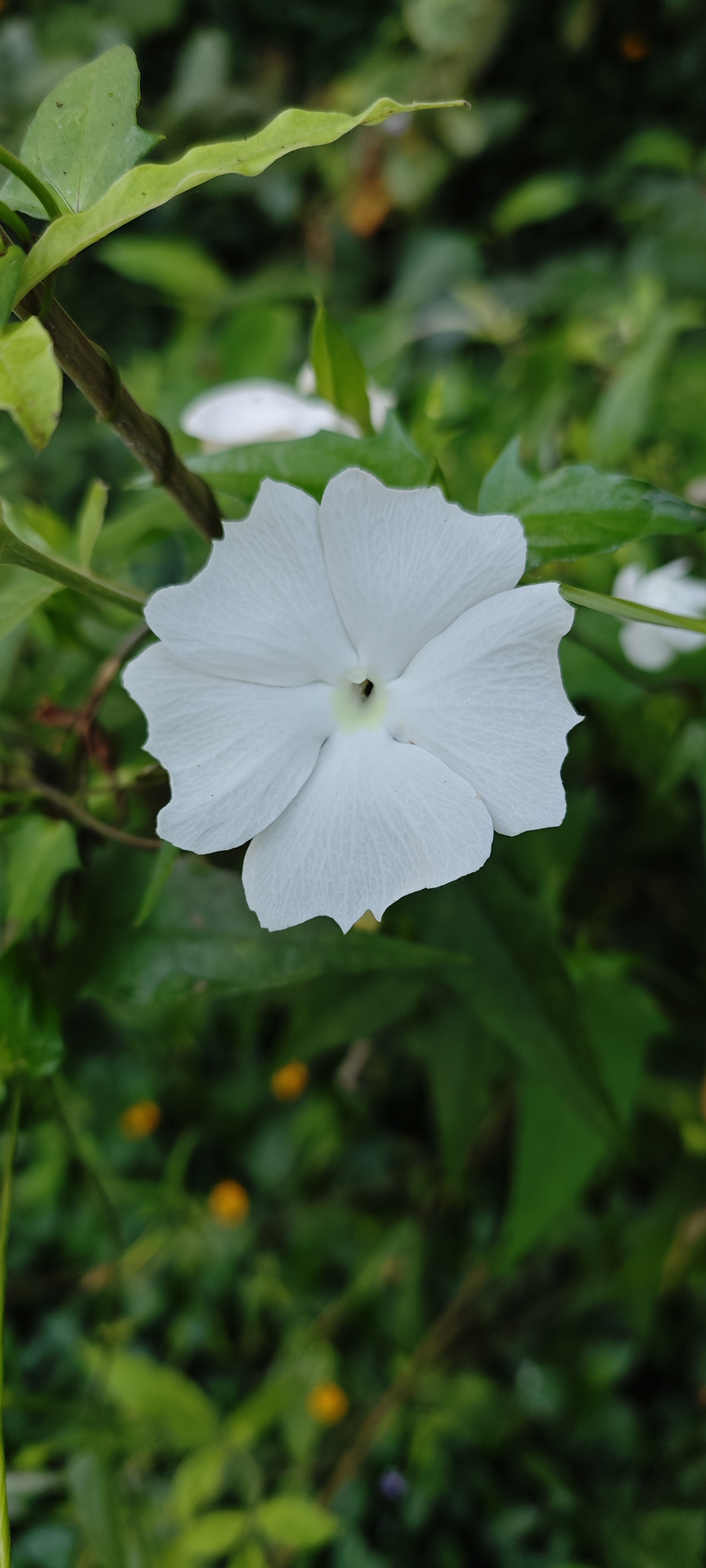 White flower