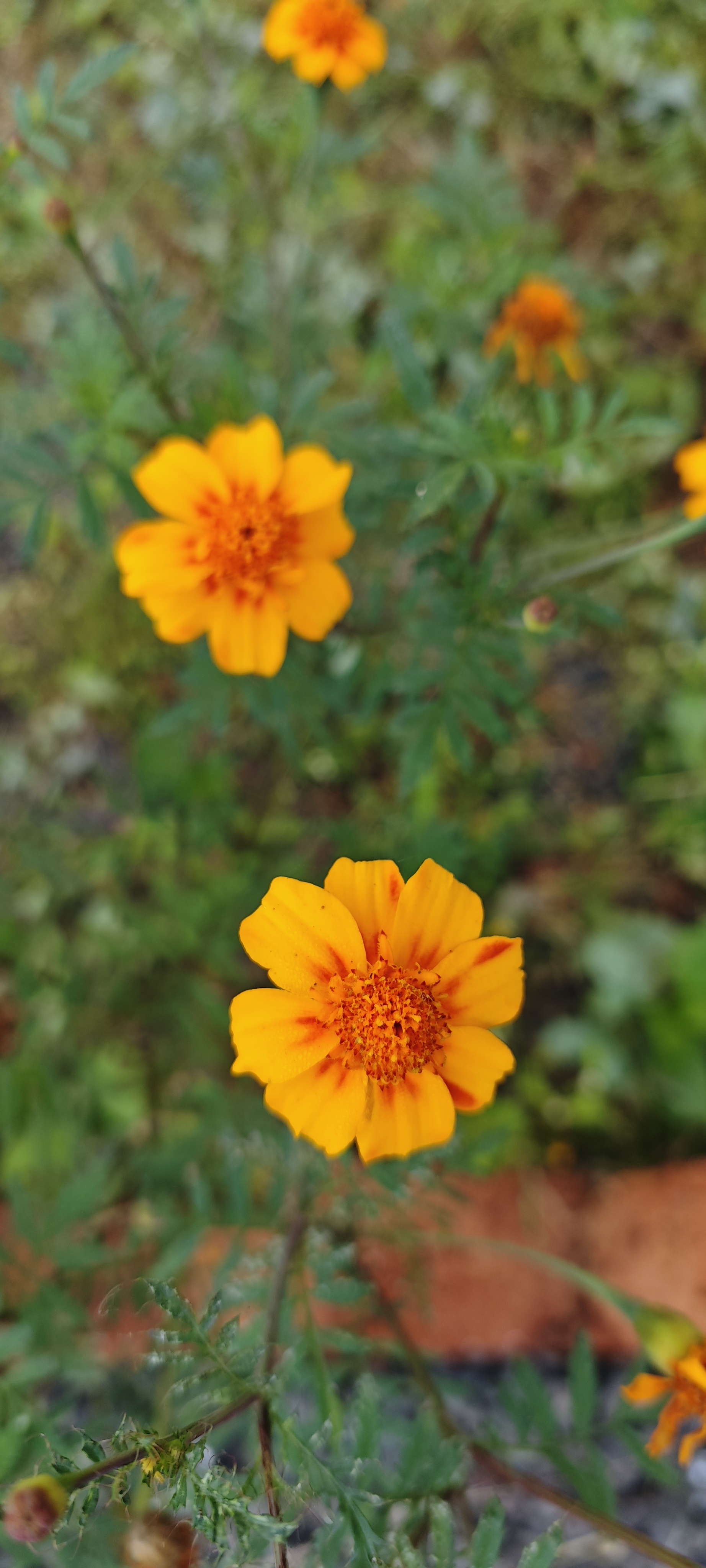 Orange marigold