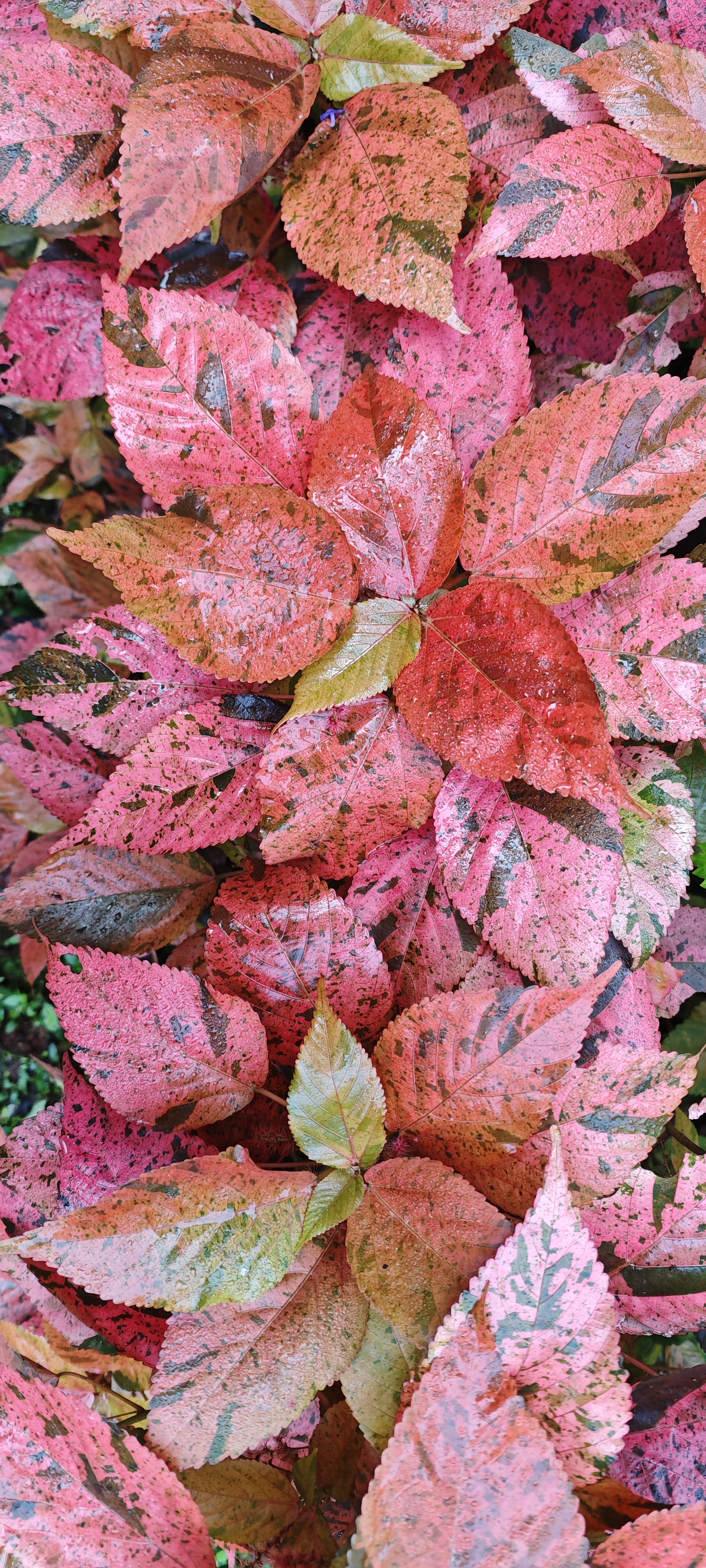 Portrait wallpaper 4