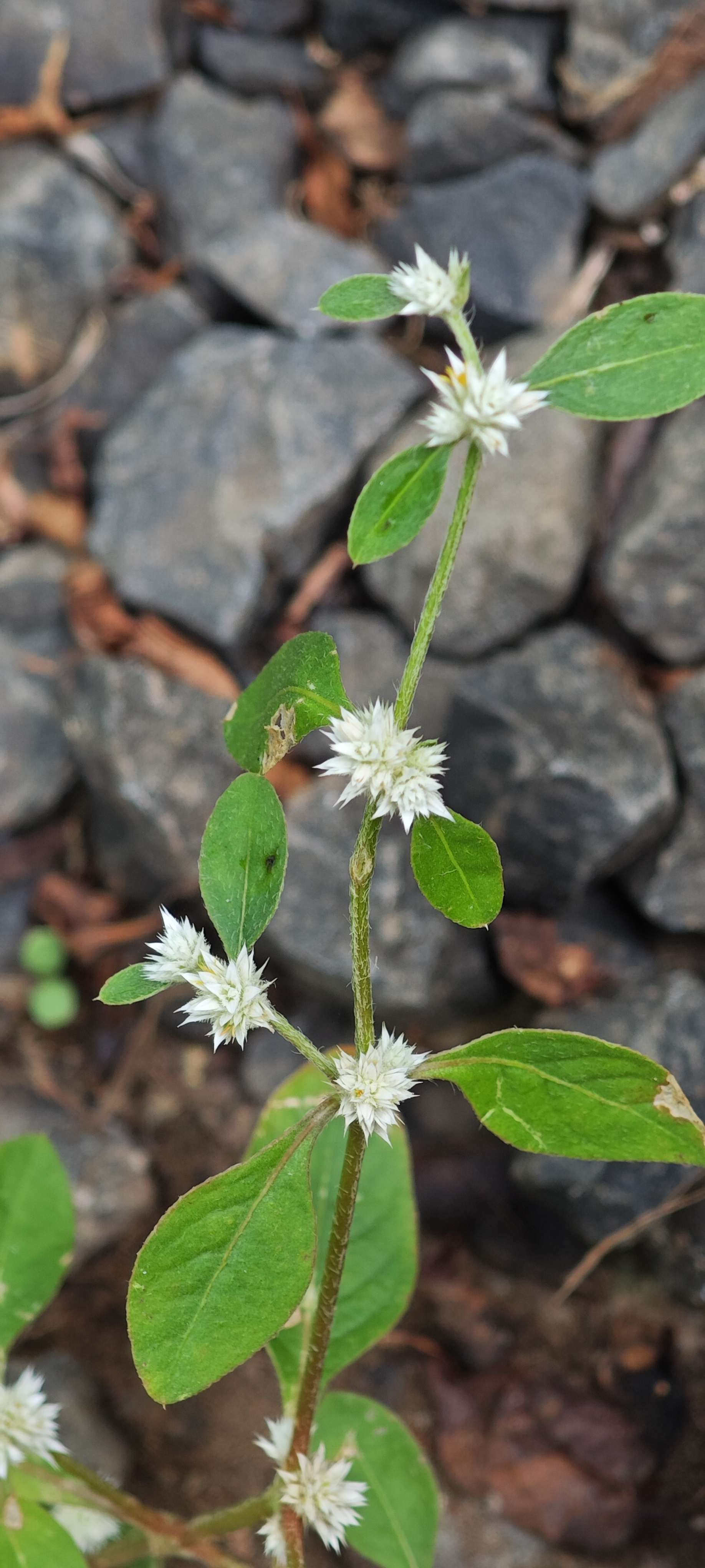 White wildflowers