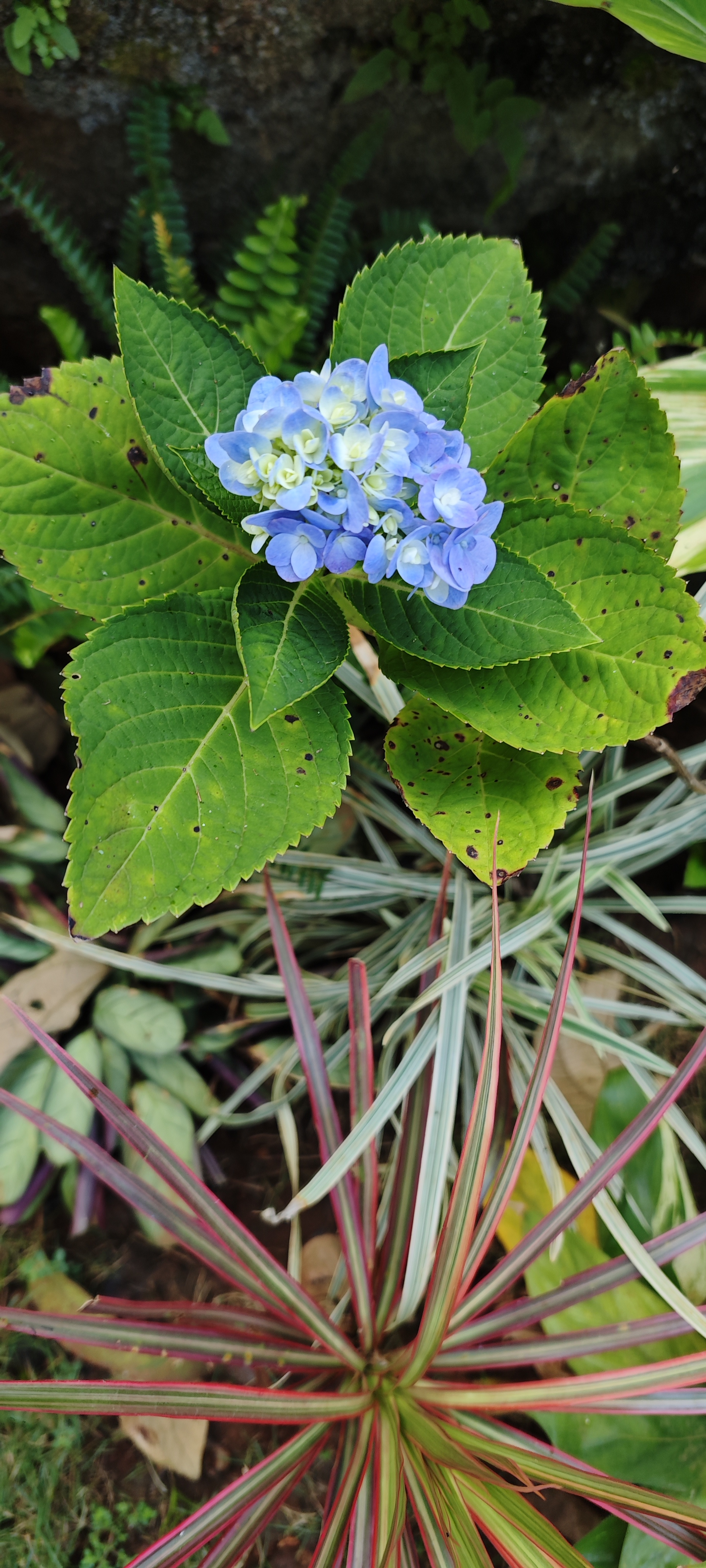Blue hydrangea