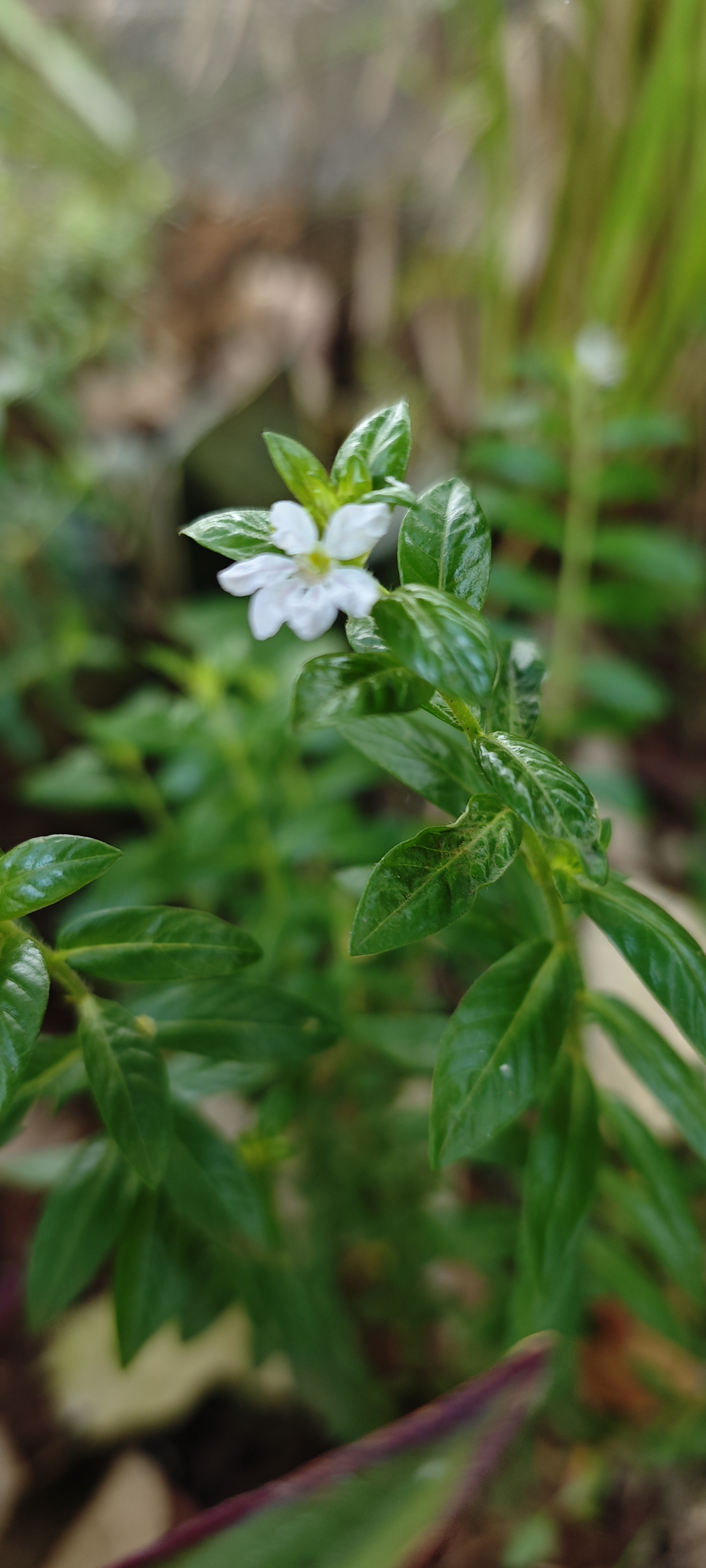 White flowers