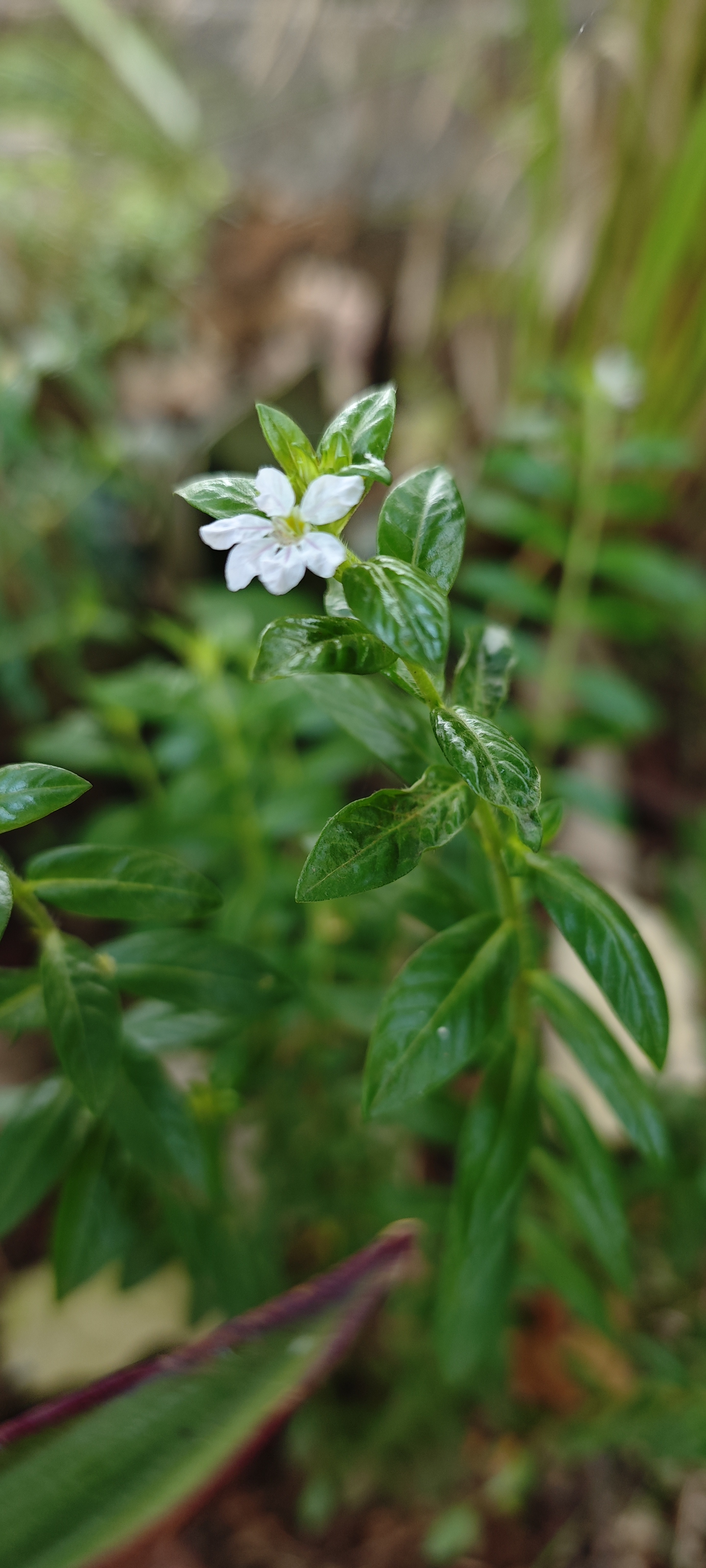 White blooms