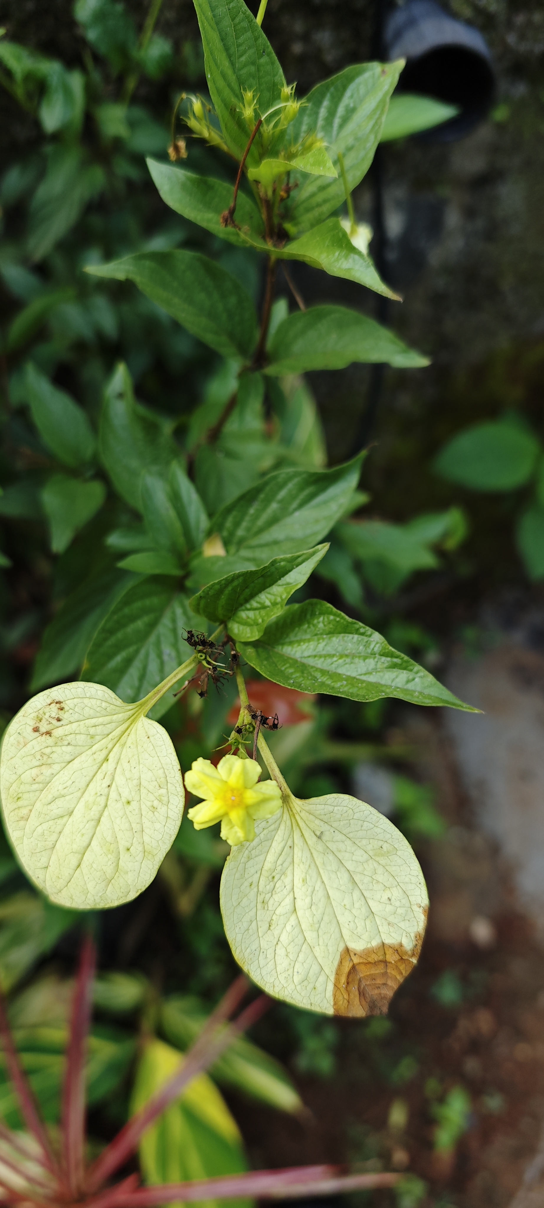 Yellow passion flower