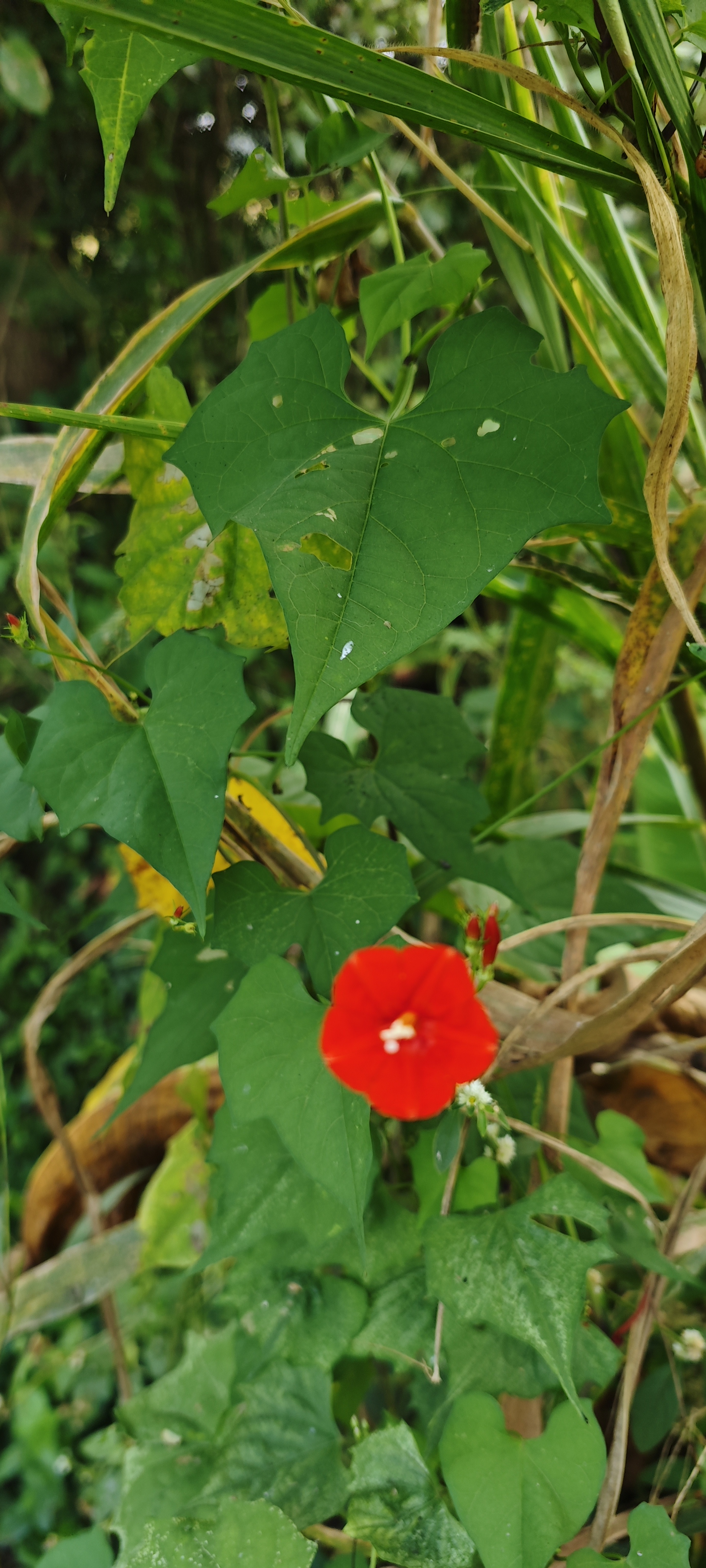 Red hibiscus