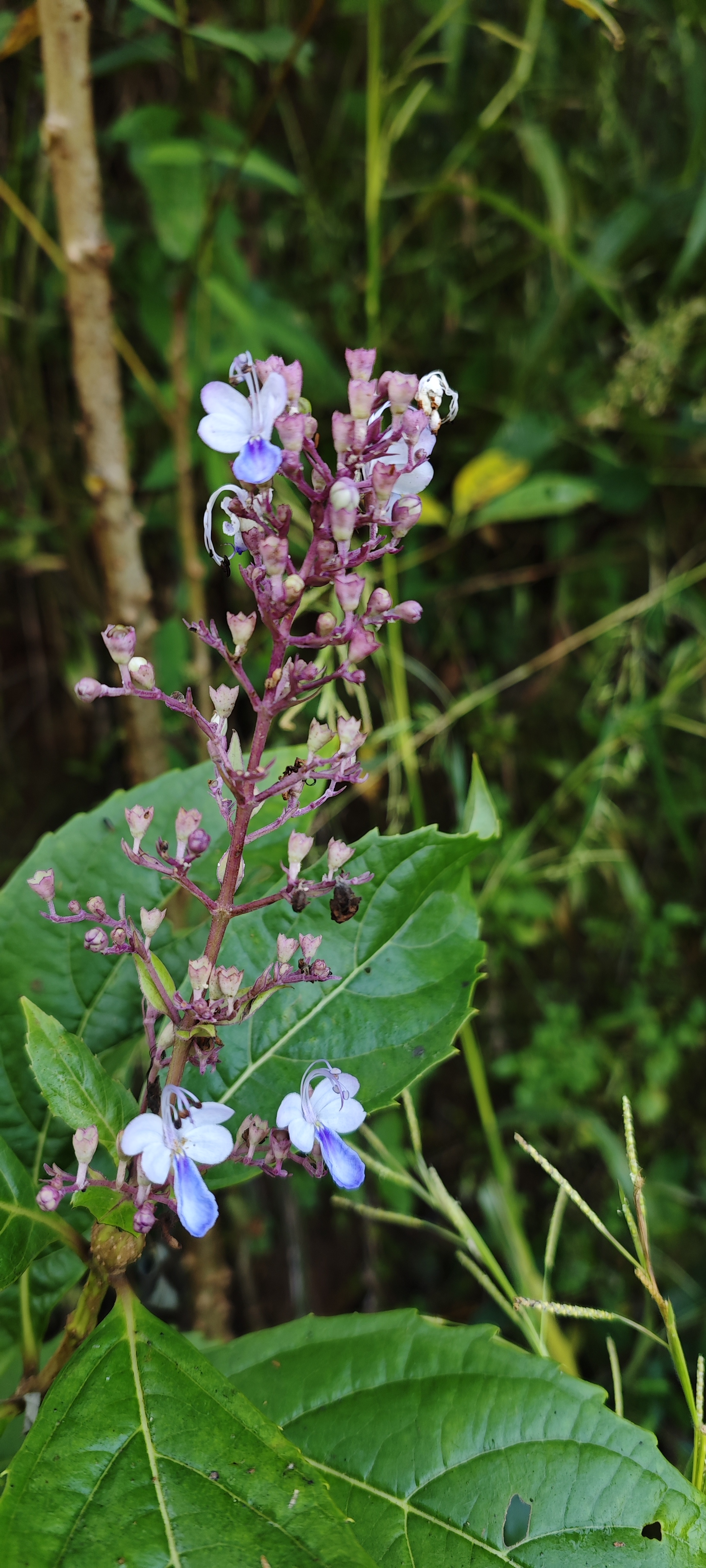 Purple flower cluster