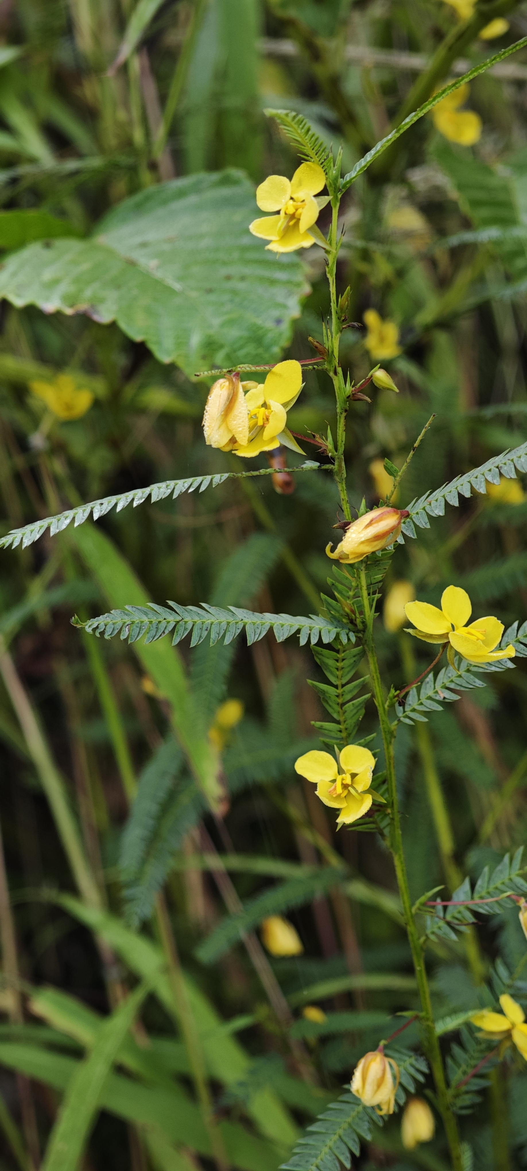 Yellow field flowers