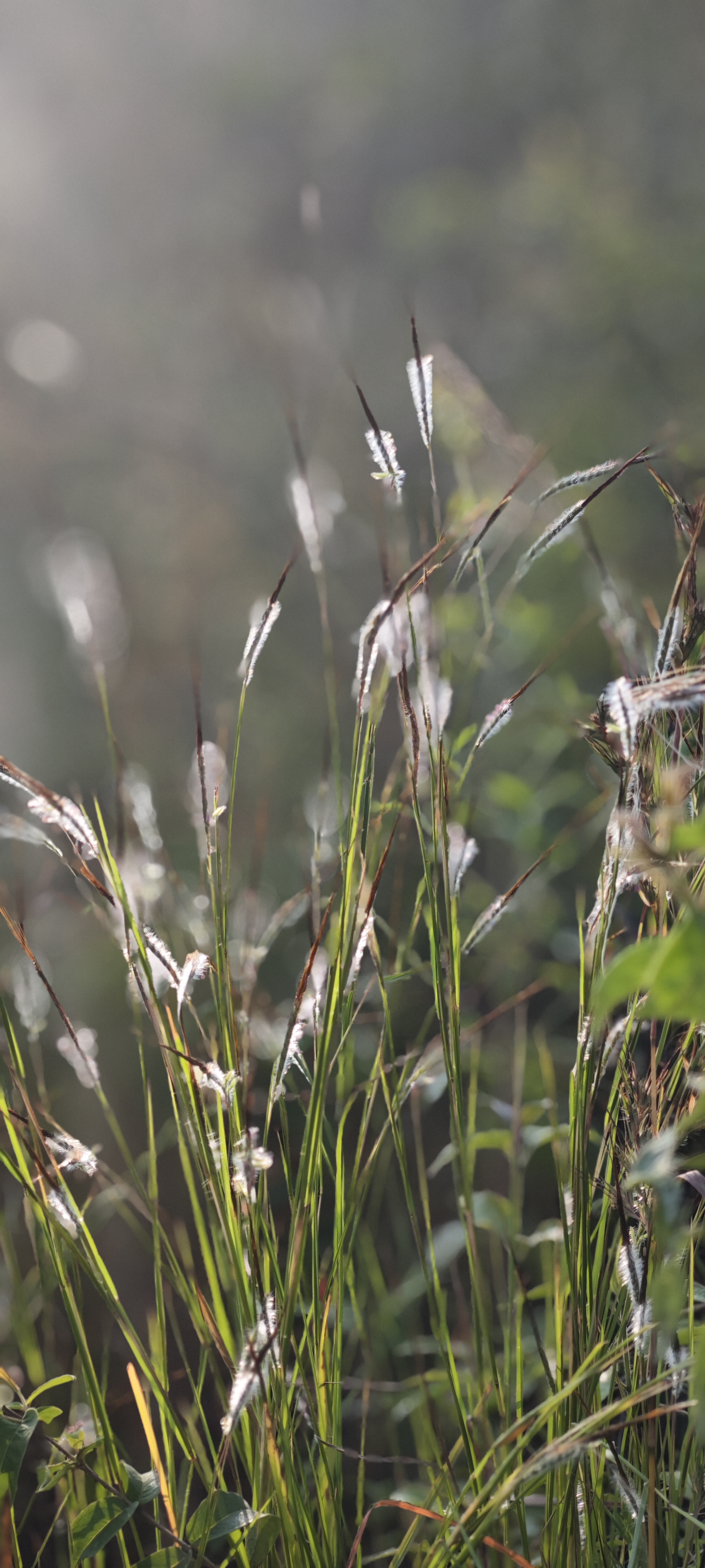 Feather grass