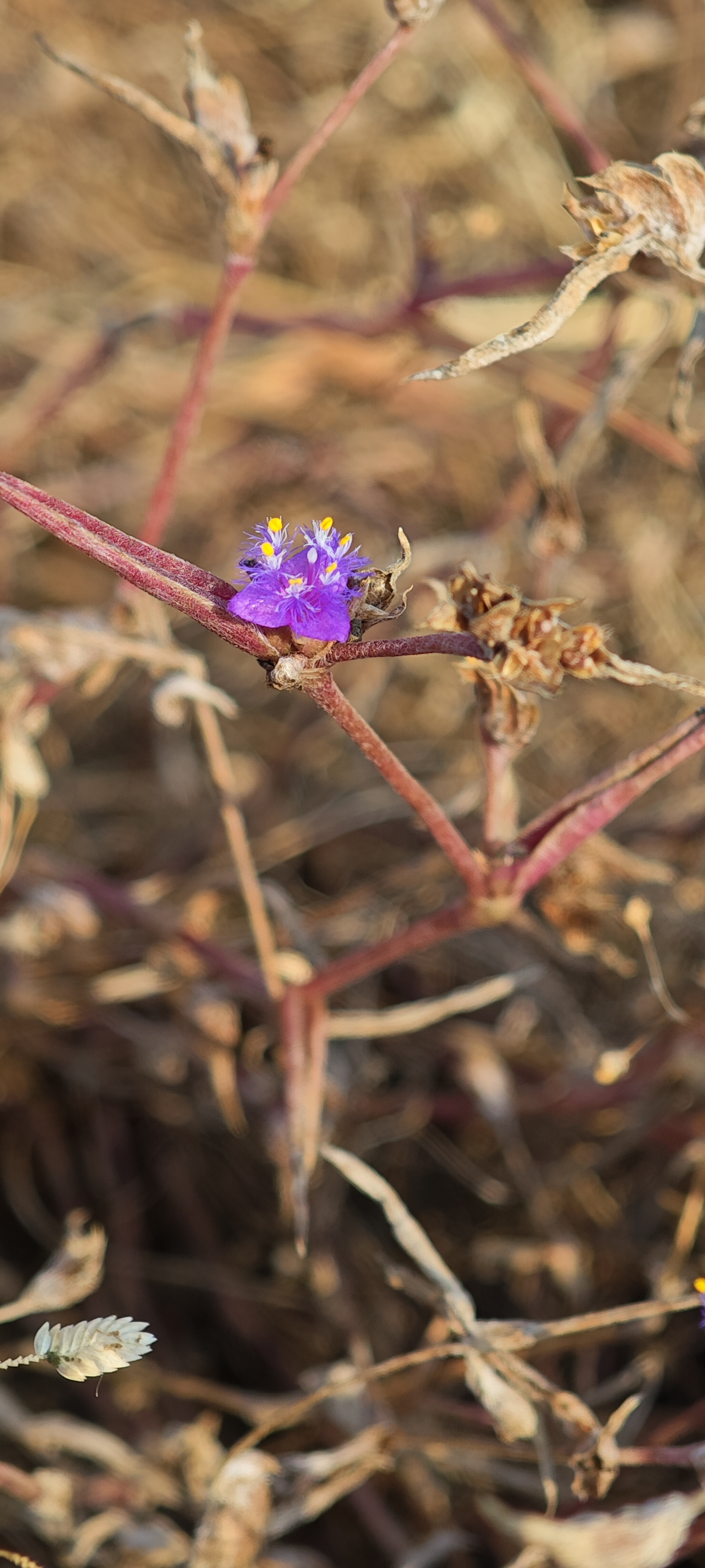 Purple wildflower