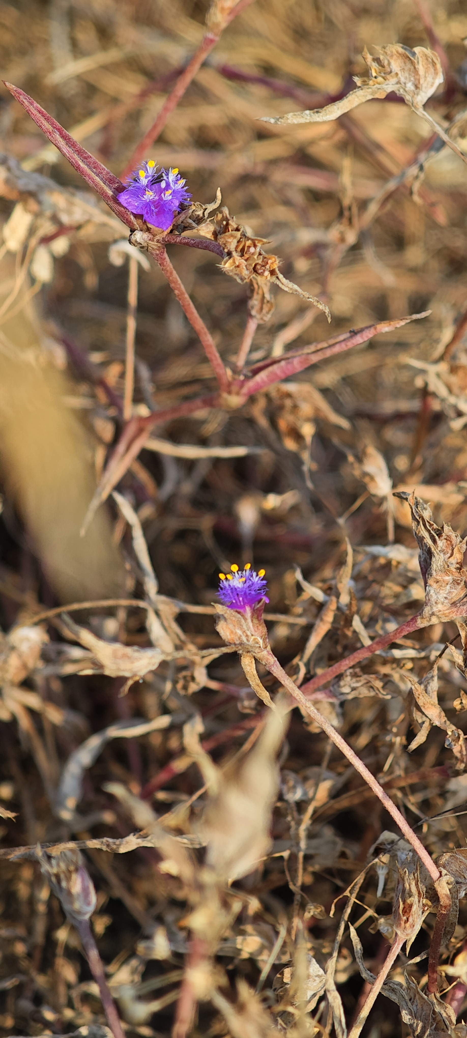 Pink vigna flower