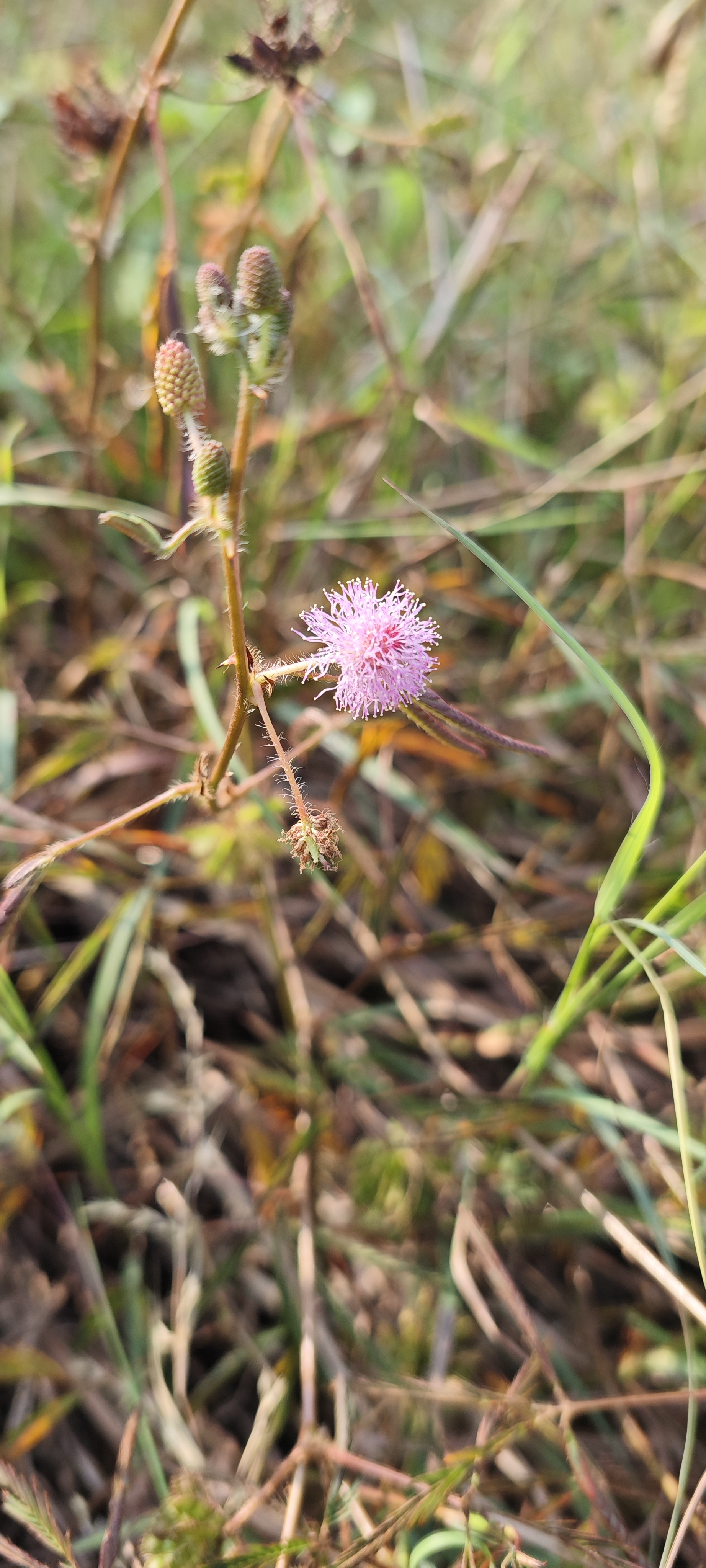 Dry grass flowers