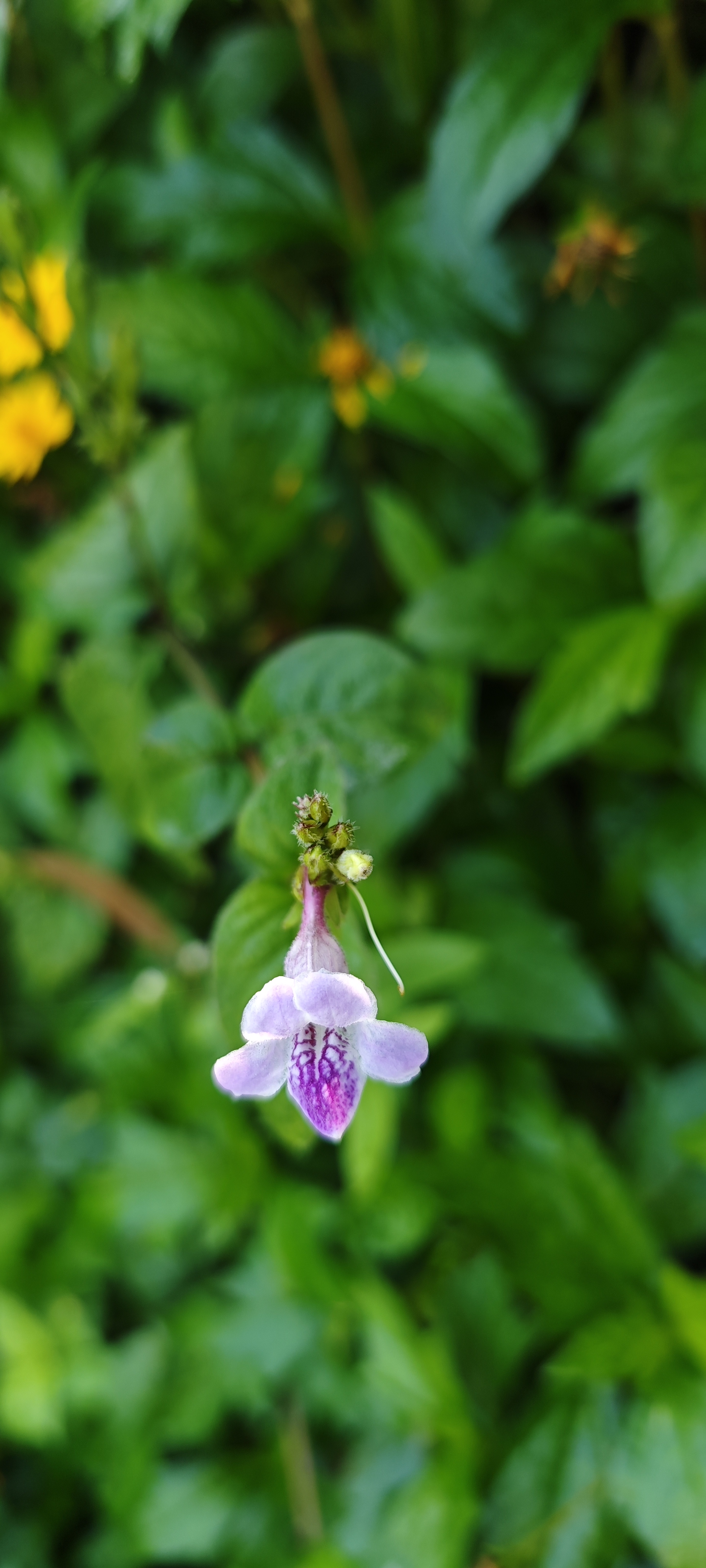 Purple morning glory