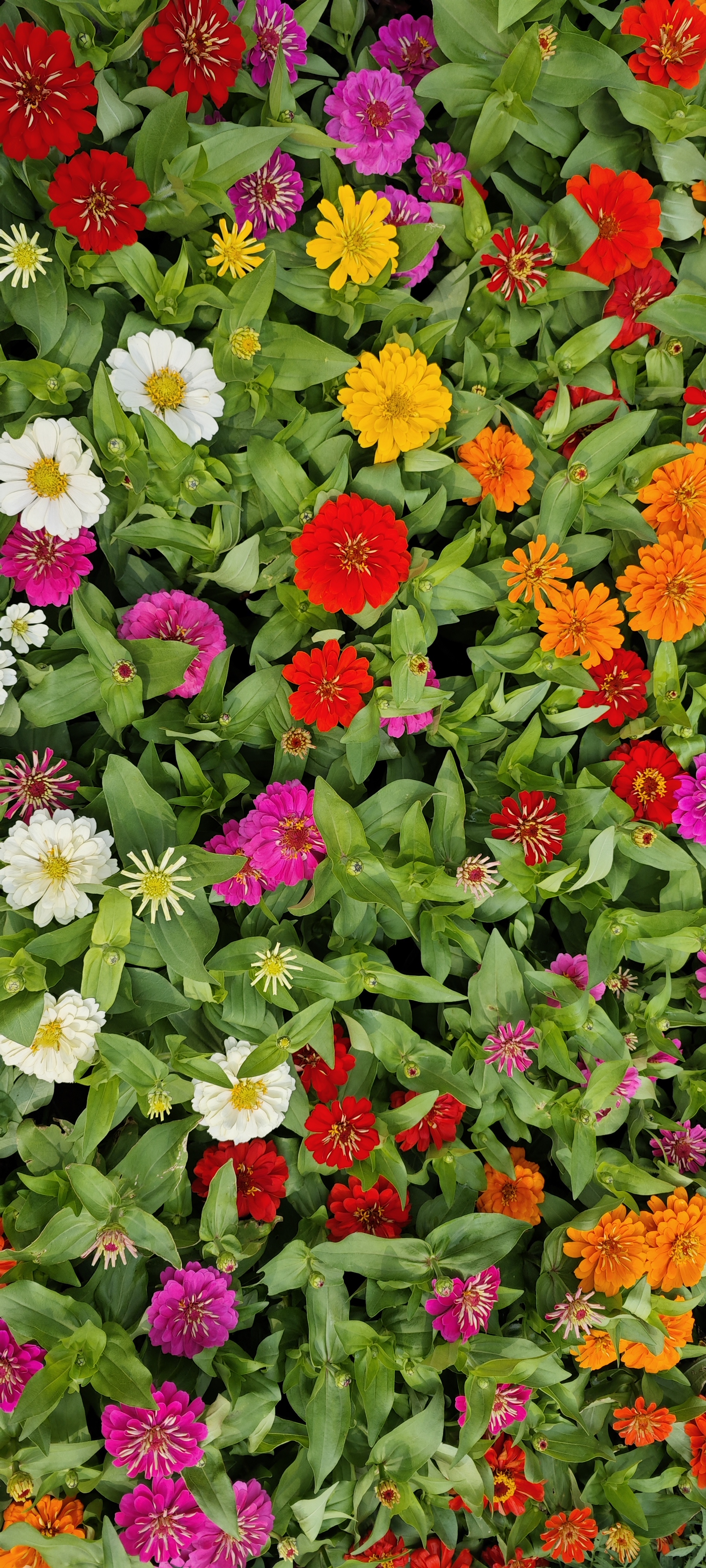 Mixed flowers